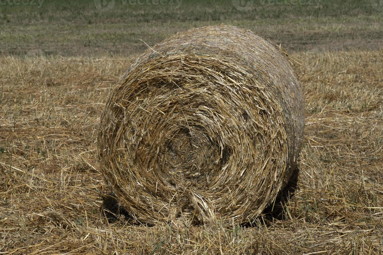 geernteter Heuball auf dem Feld im Sommer foto