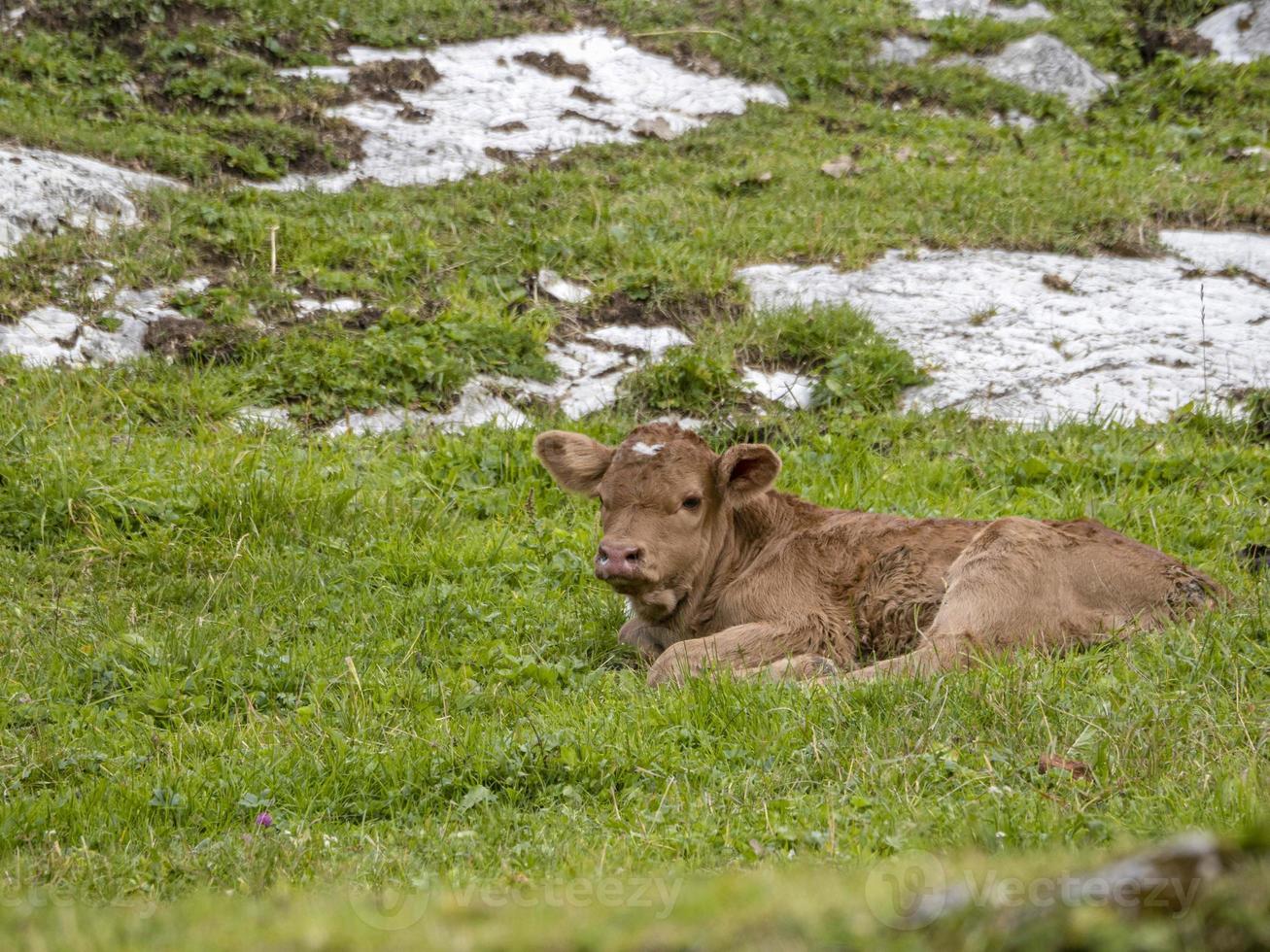 gerade geborene Babykuh, die sich in den Dolomiten entspannt foto