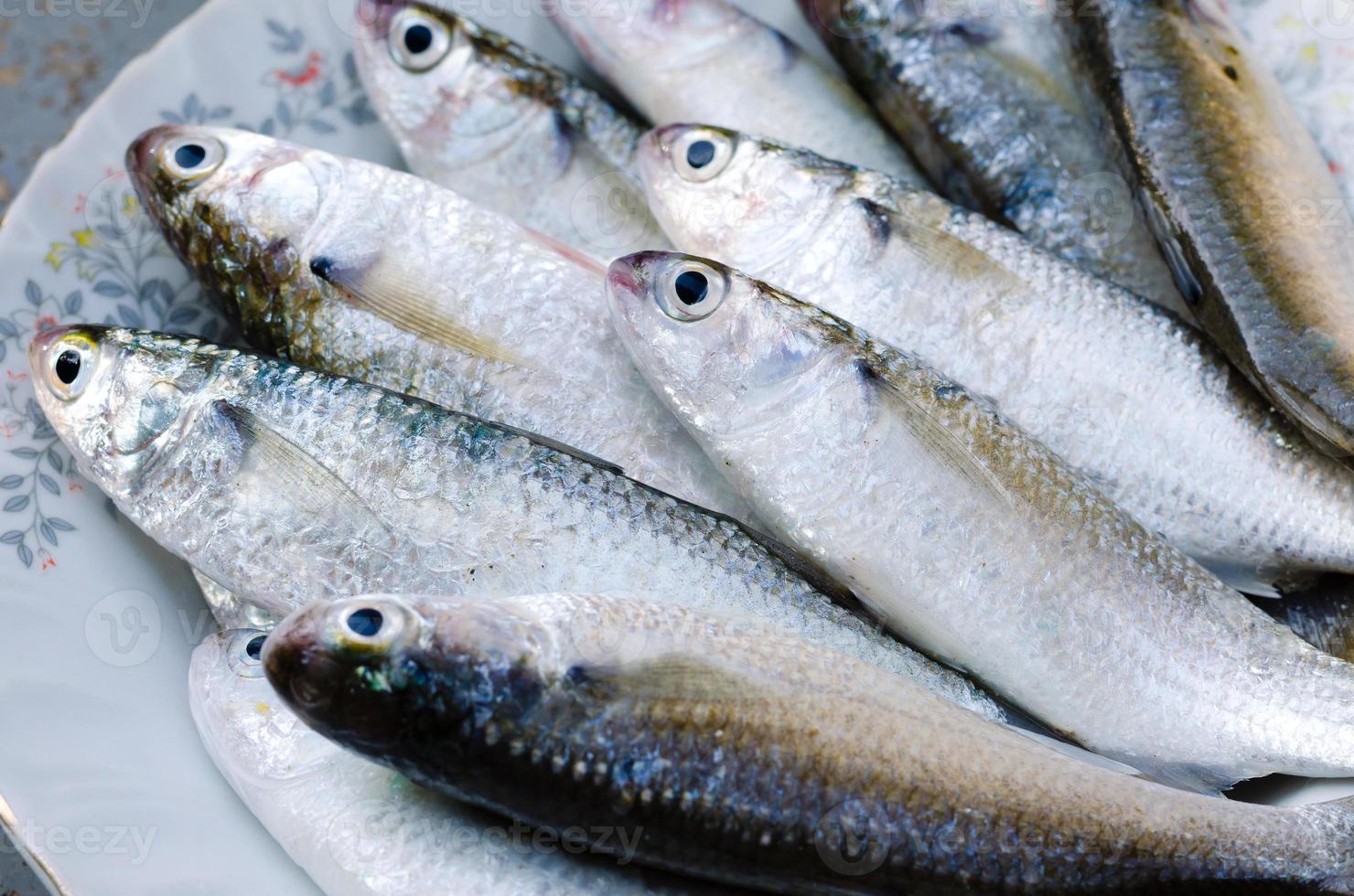 frischer Meerbarbenfisch zum Kochen foto