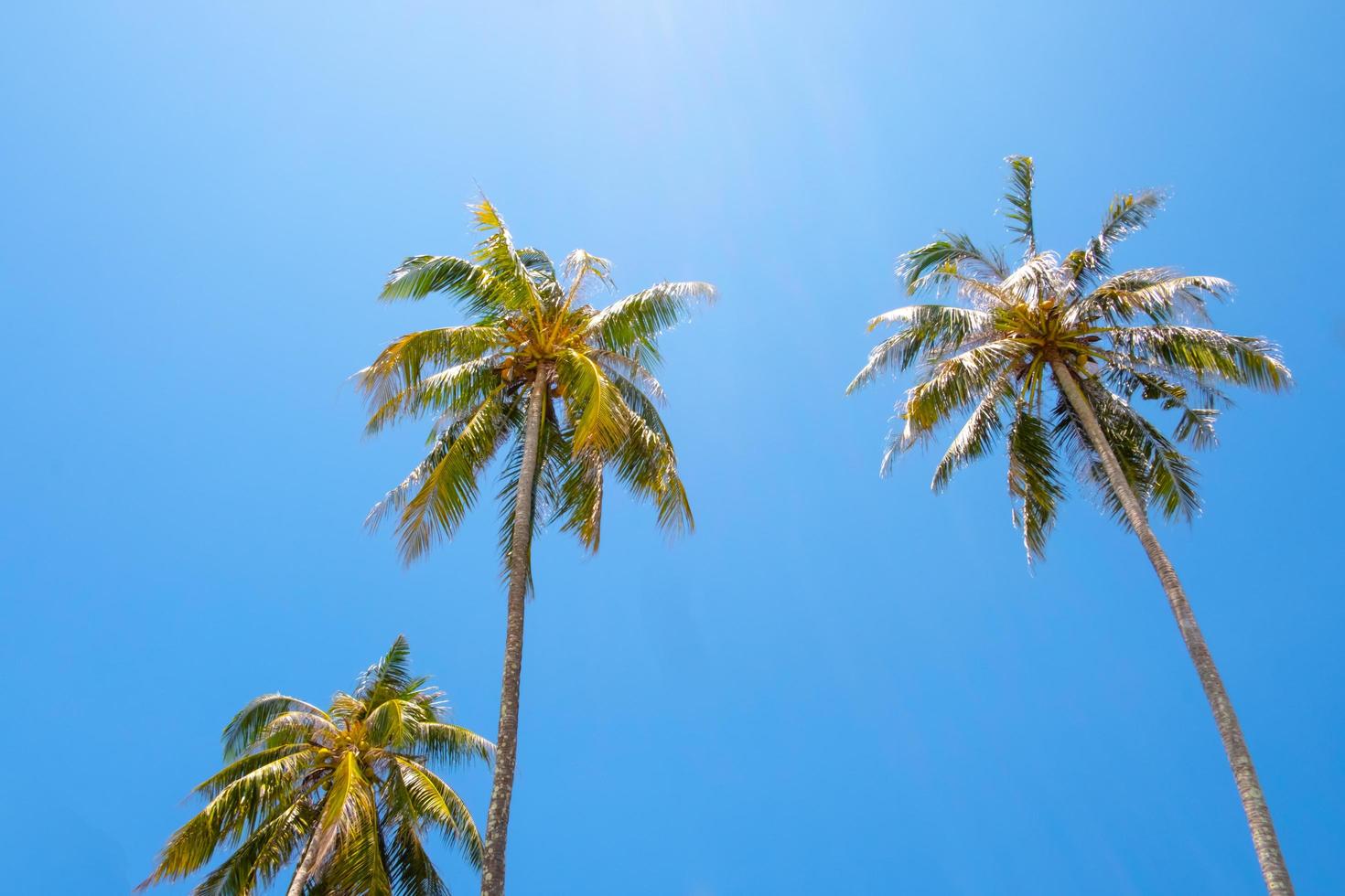 Palmen und tropische Pflanzen auf natürlichem Hintergrund des blauen Himmels. foto