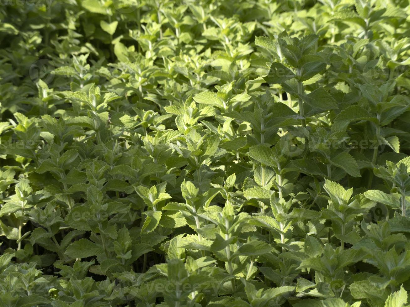 Mentha Rotundifolia Minze Pflanze Blume hautnah foto