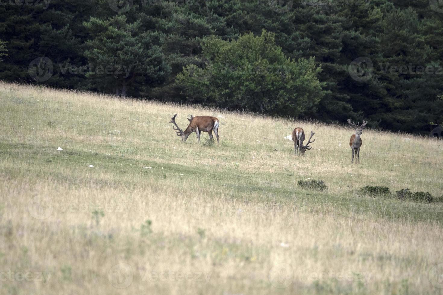 Europäisches Hirschporträt im Sommer foto