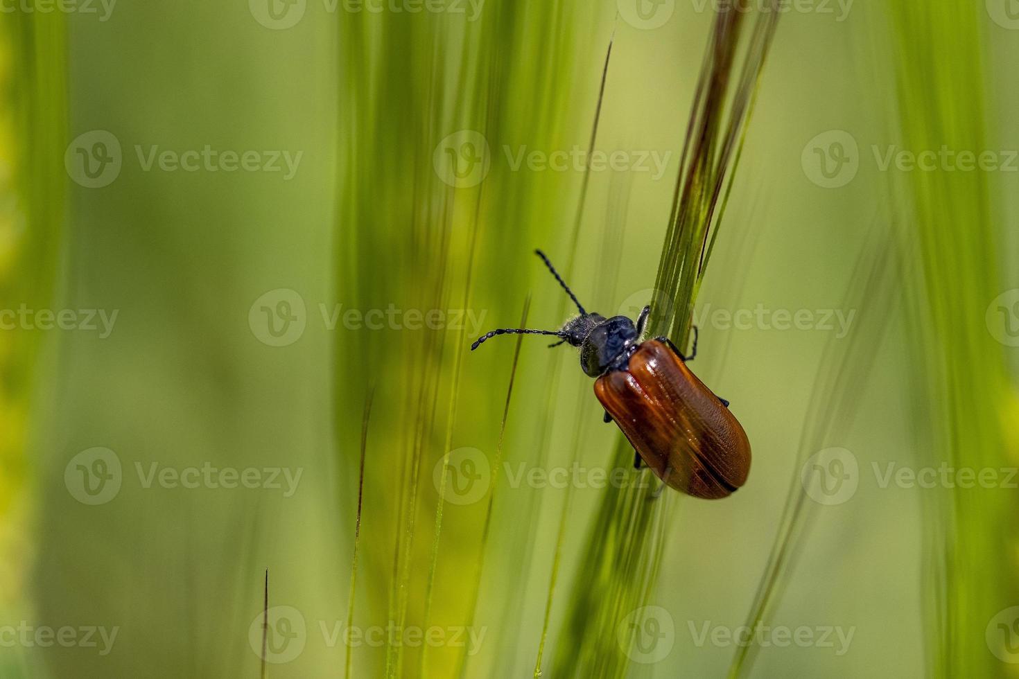 Megischia Curvipes Weizeninsekt Nahaufnahme Makro foto