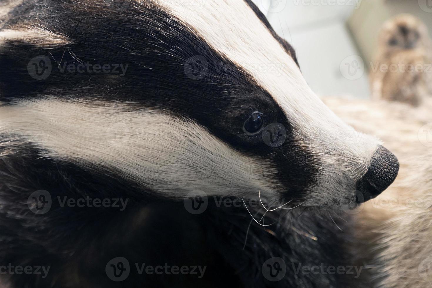 ausgestopftes Steindachstier foto