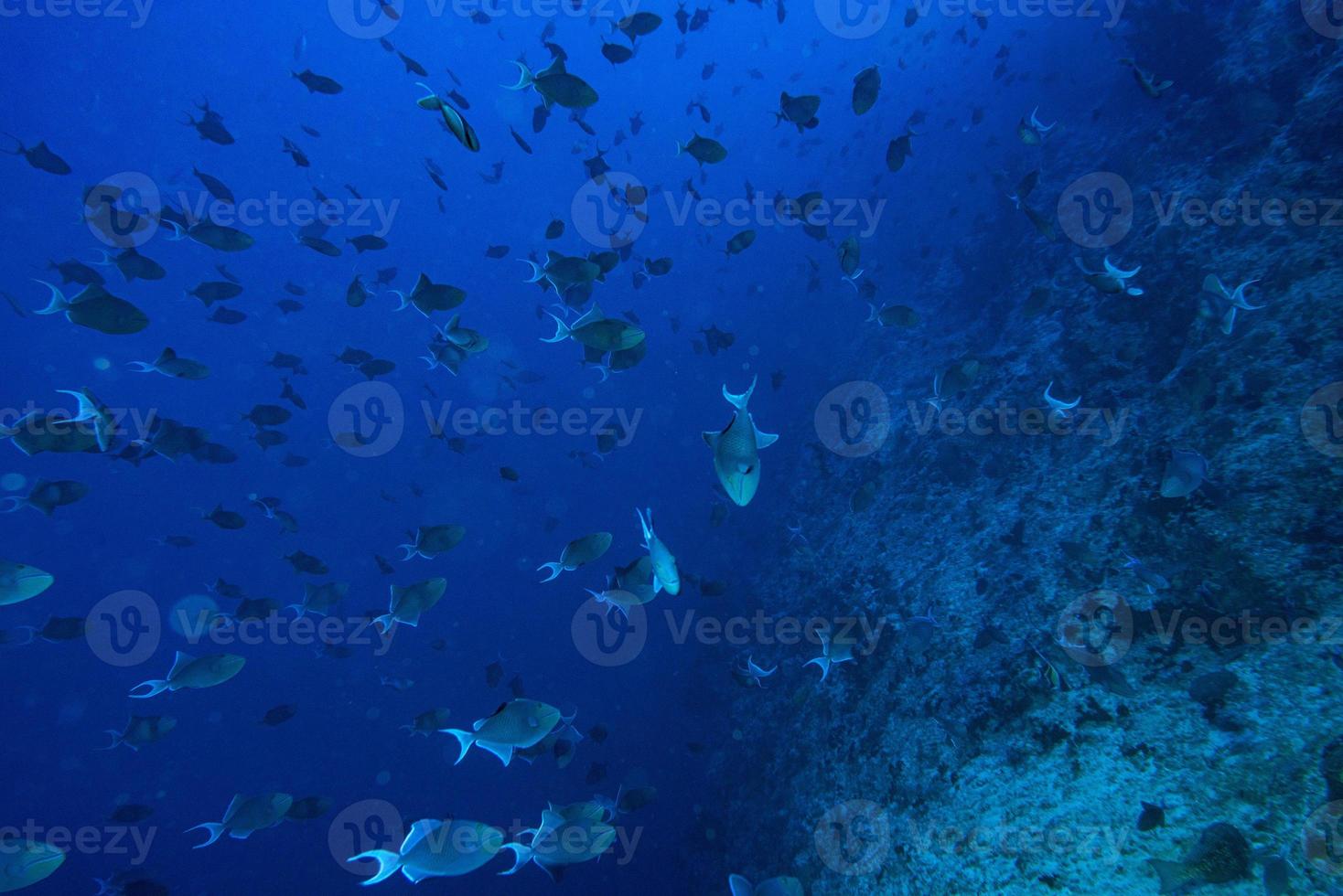 Schwarm blauer Drückerfische beim Tauchen auf den Malediven foto