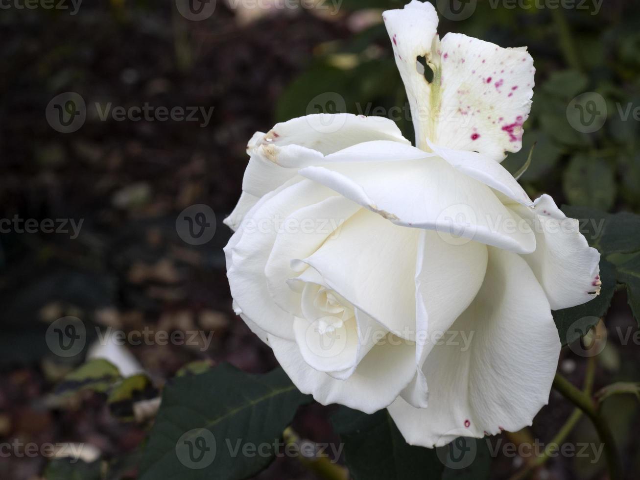 seltene rosenblüte bei anbau gartenarten memoire foto