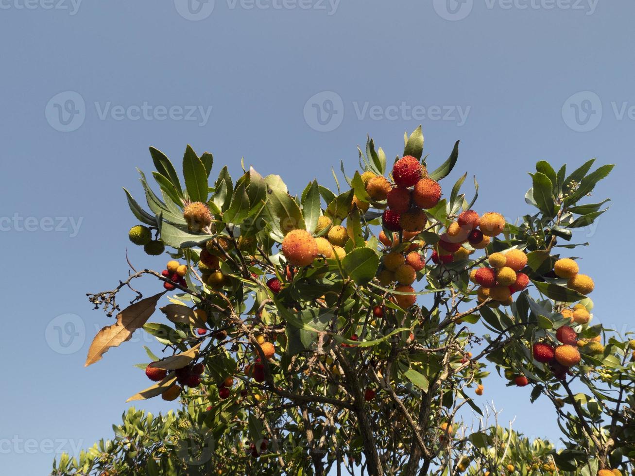 Erdbeerobstbaum in Ligurien, Italien foto