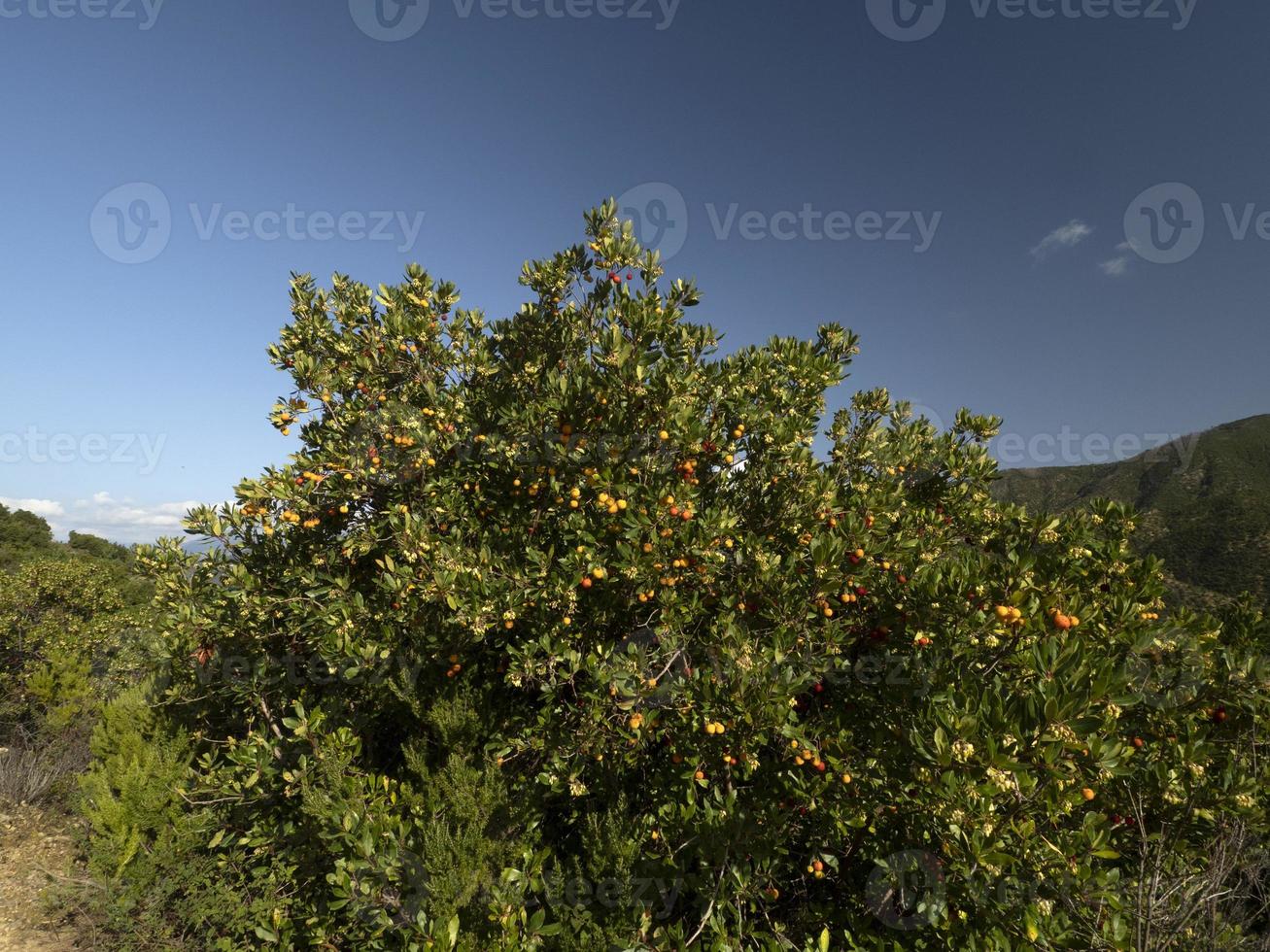 Erdbeerobstbaum in Ligurien, Italien foto