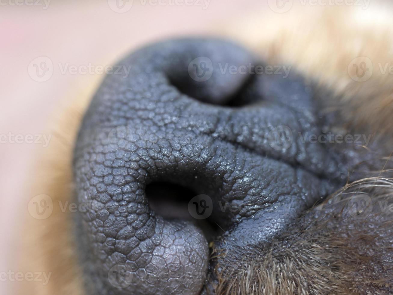 Hund schwarze Nase Nahaufnahme Detail englischer Cockerspaniel foto