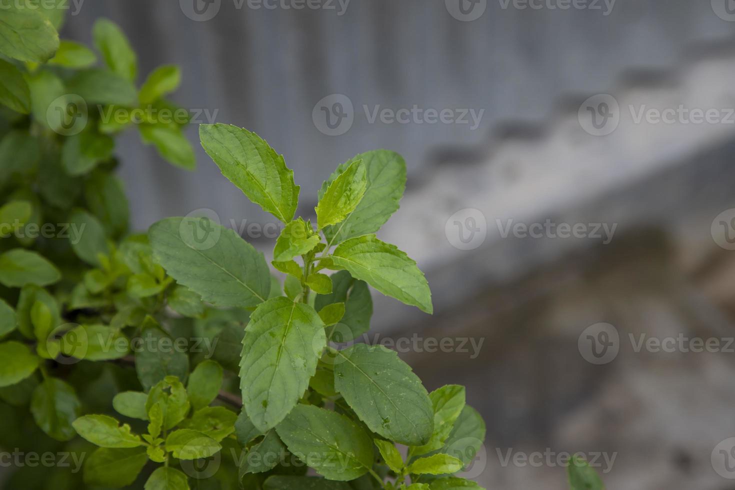 Heilbasilikum oder grüne Bio-Tulsi-Blätter-Pflanze foto