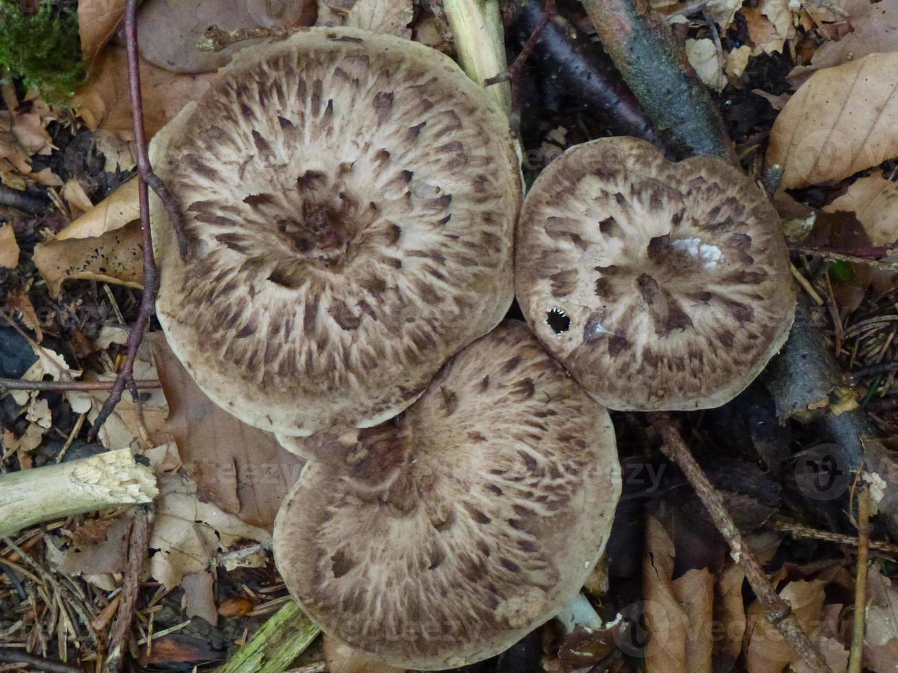 schöne Pilze im Herbst, giftig foto