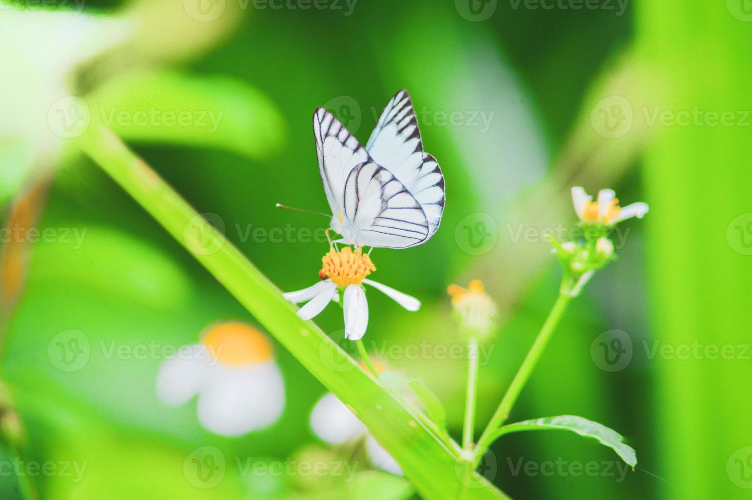 schöne schmetterlinge in der natur suchen nach nektar von blumen in der thailändischen region thailand. foto