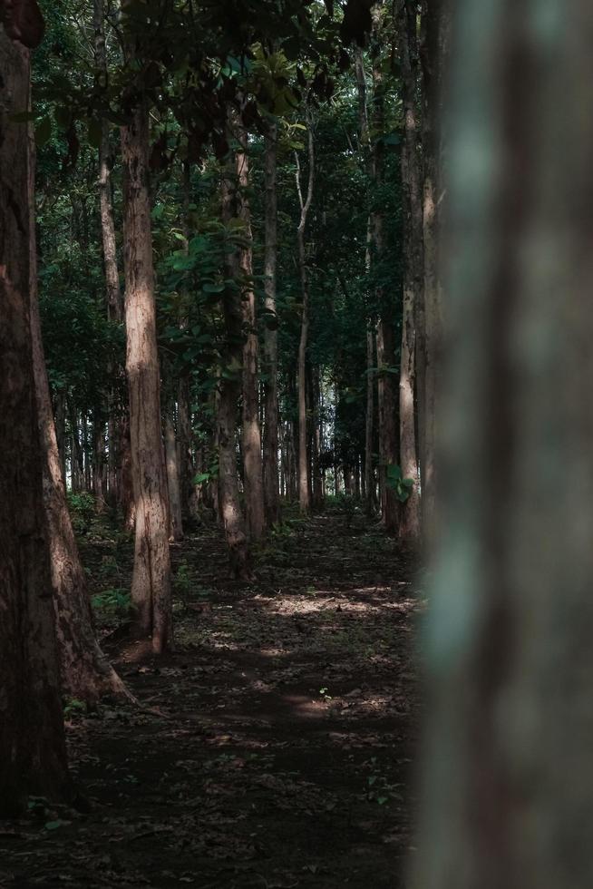 indonesischer Tropenwald foto