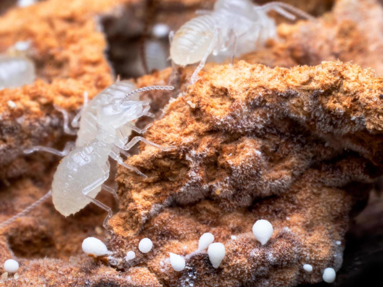 Termiten sind soziale Wesen, die die Holzhäuser der Menschen beschädigen, weil sie Holz fressen foto