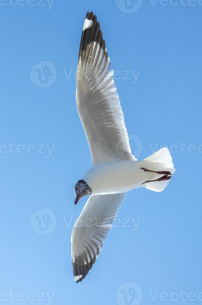 Möwe am Himmel in Thailand foto