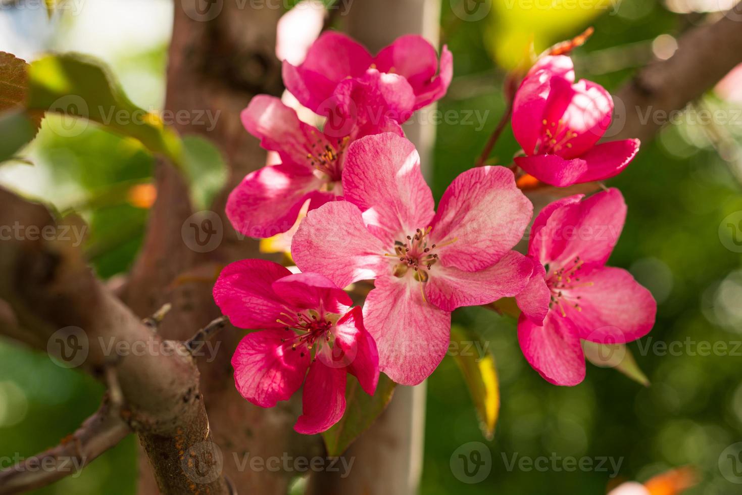 Apfel-Malus-Rudolph-Baum, mit dunkelrosa Blüten im verschwommenen Bokeh-Hintergrund. Frühling. abstraktes Blumenmuster foto