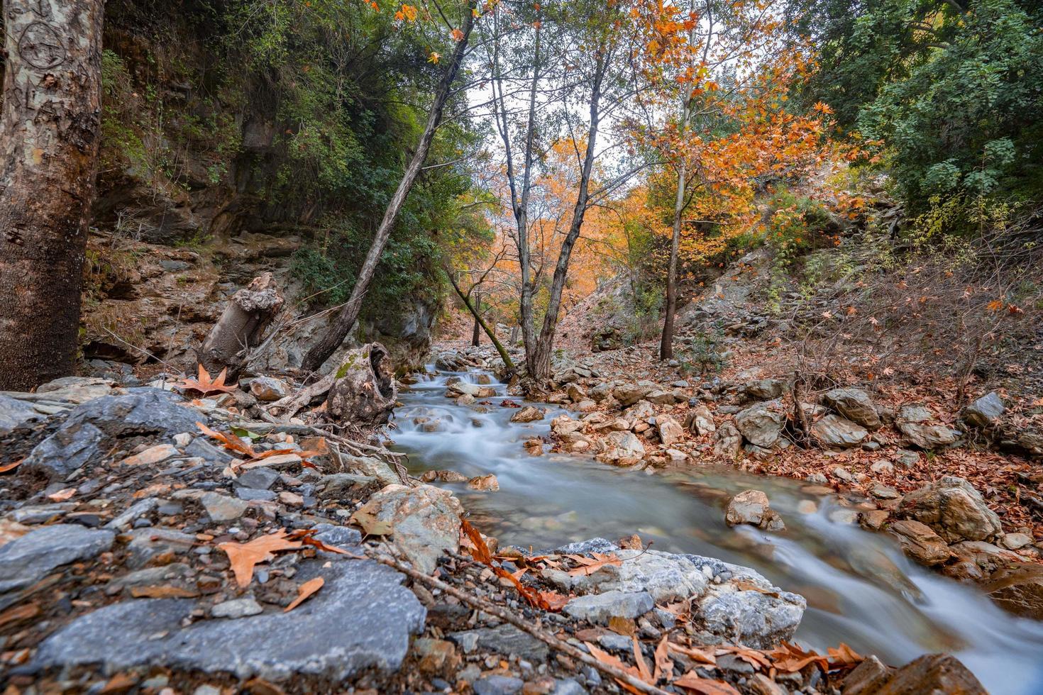 berg fluss strom wald landschaft natur pflanze baum regenwald dschungel foto