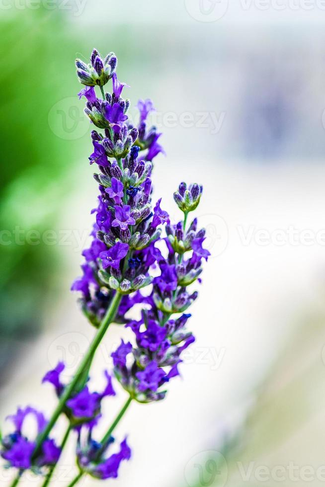 blühende Lavendelpflanze im Garten foto