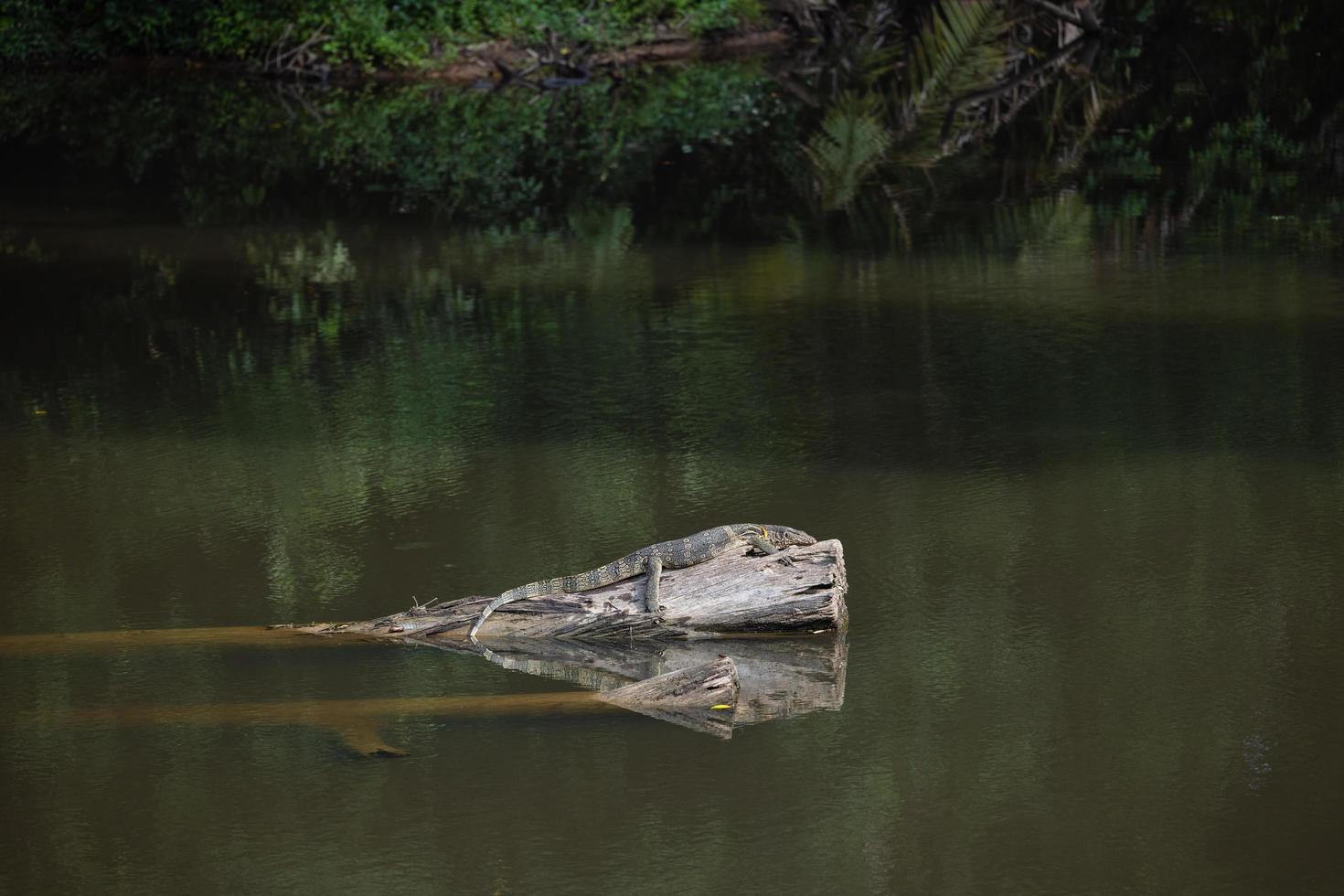 Amphibien auf einem Baumstamm foto