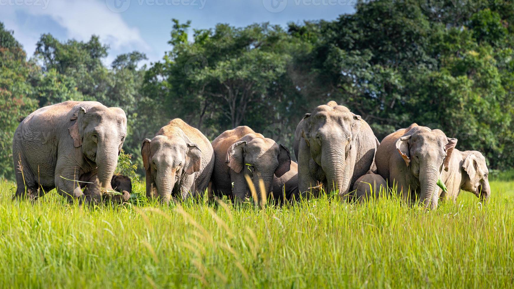 wilde elefantenfamilie auf der grünen wiese des tropischen regenwaldes. foto