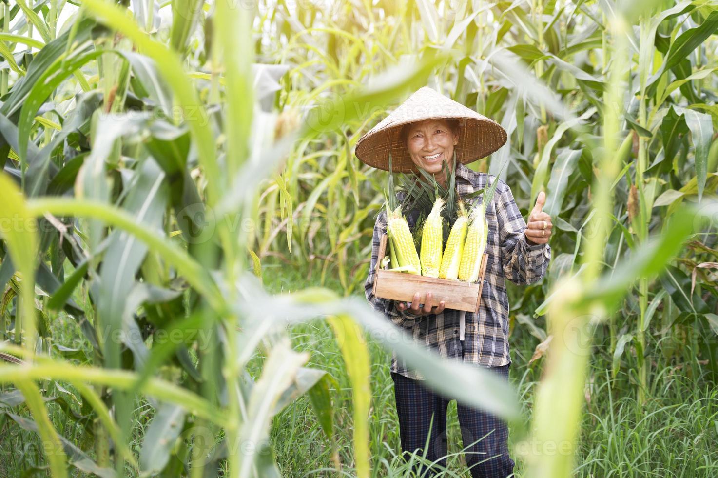 Bäuerin mit Maisernte Maisbauer Mais pflanzt ökologischen Landbau, landwirtschaftliche Flächen foto