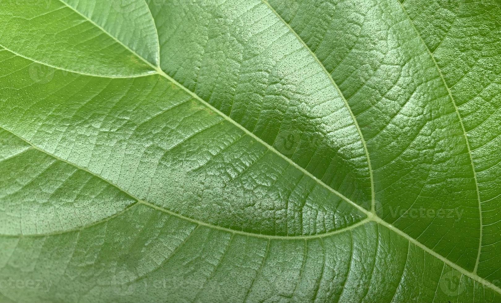 grüne Blätter Hintergrund, Blattstruktur foto