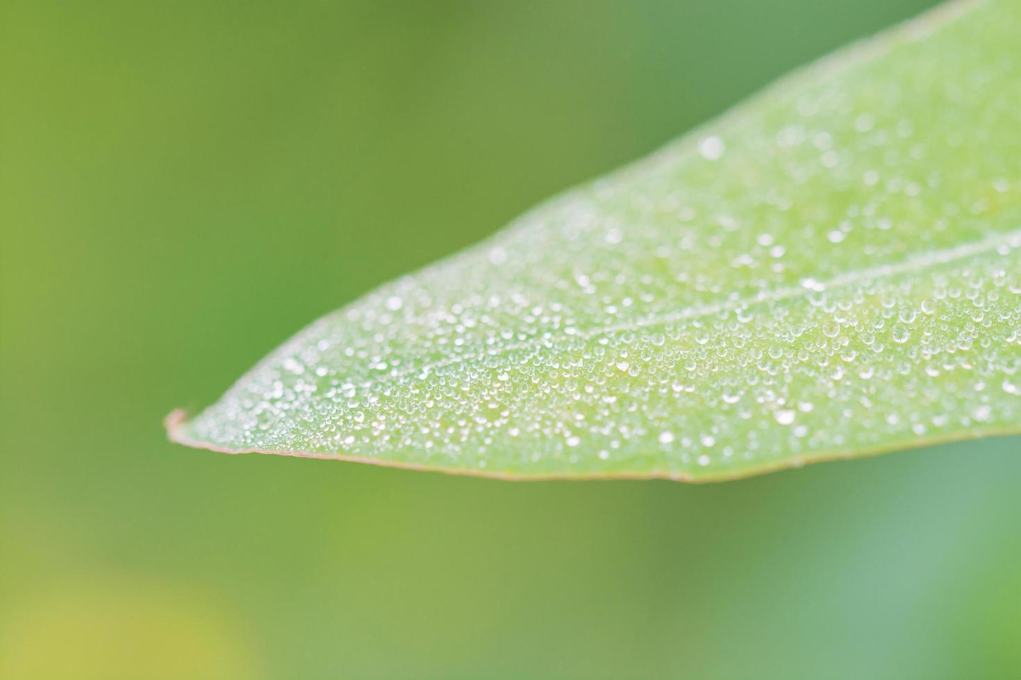 morgentau auf dem eukalyptusblatt mit wassertropfen am morgentag foto