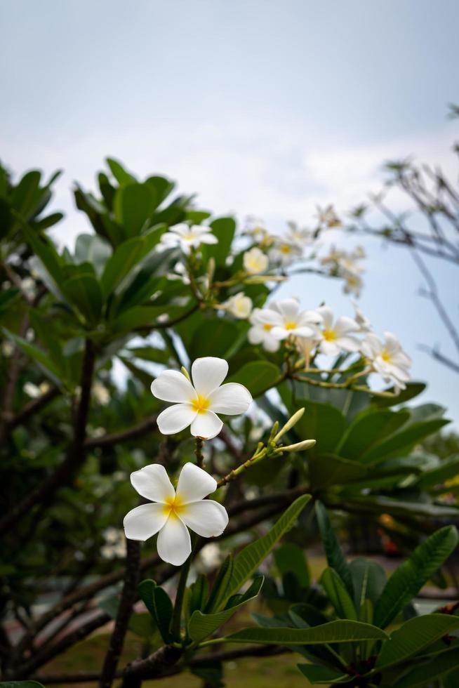 Plumeria, bekannt als Tempelbaum, Pagodenbaum foto