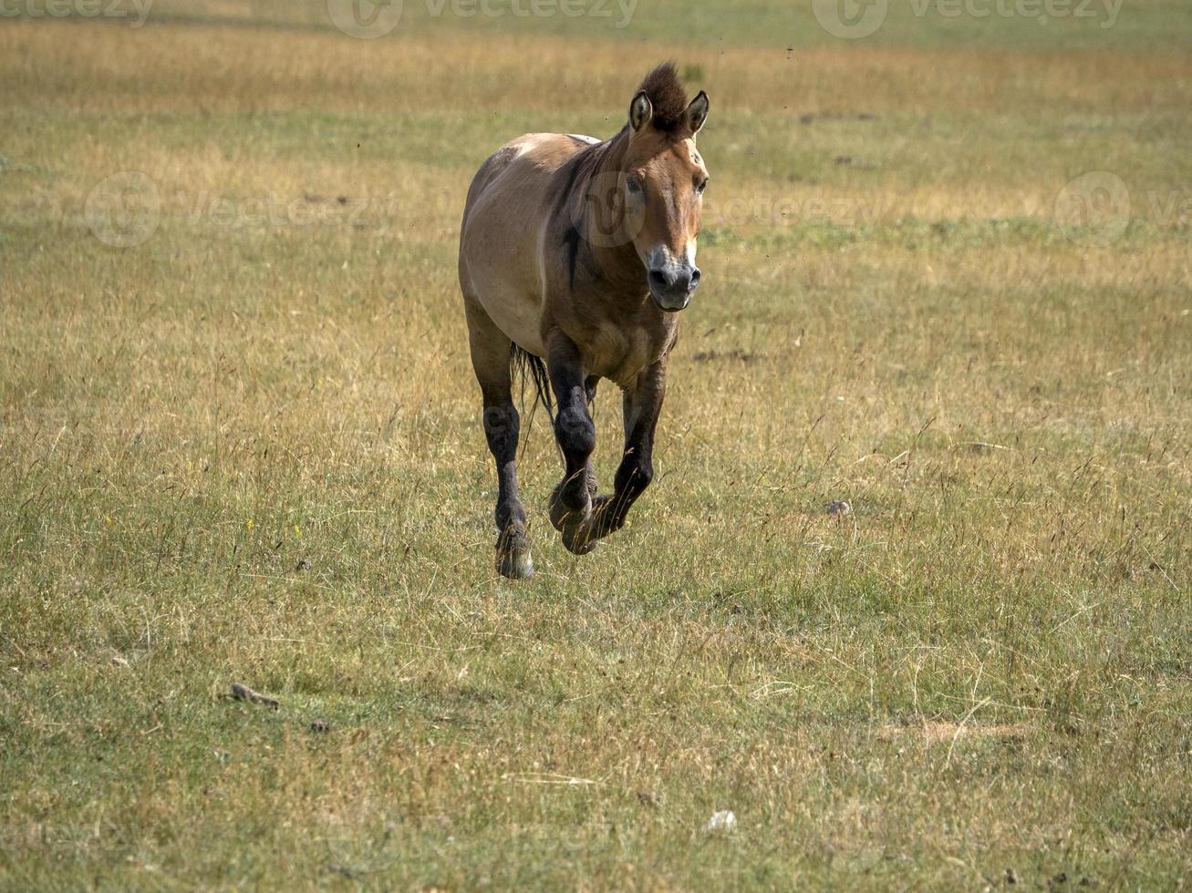 Przewalski-Pferdeporträt im Sommer foto