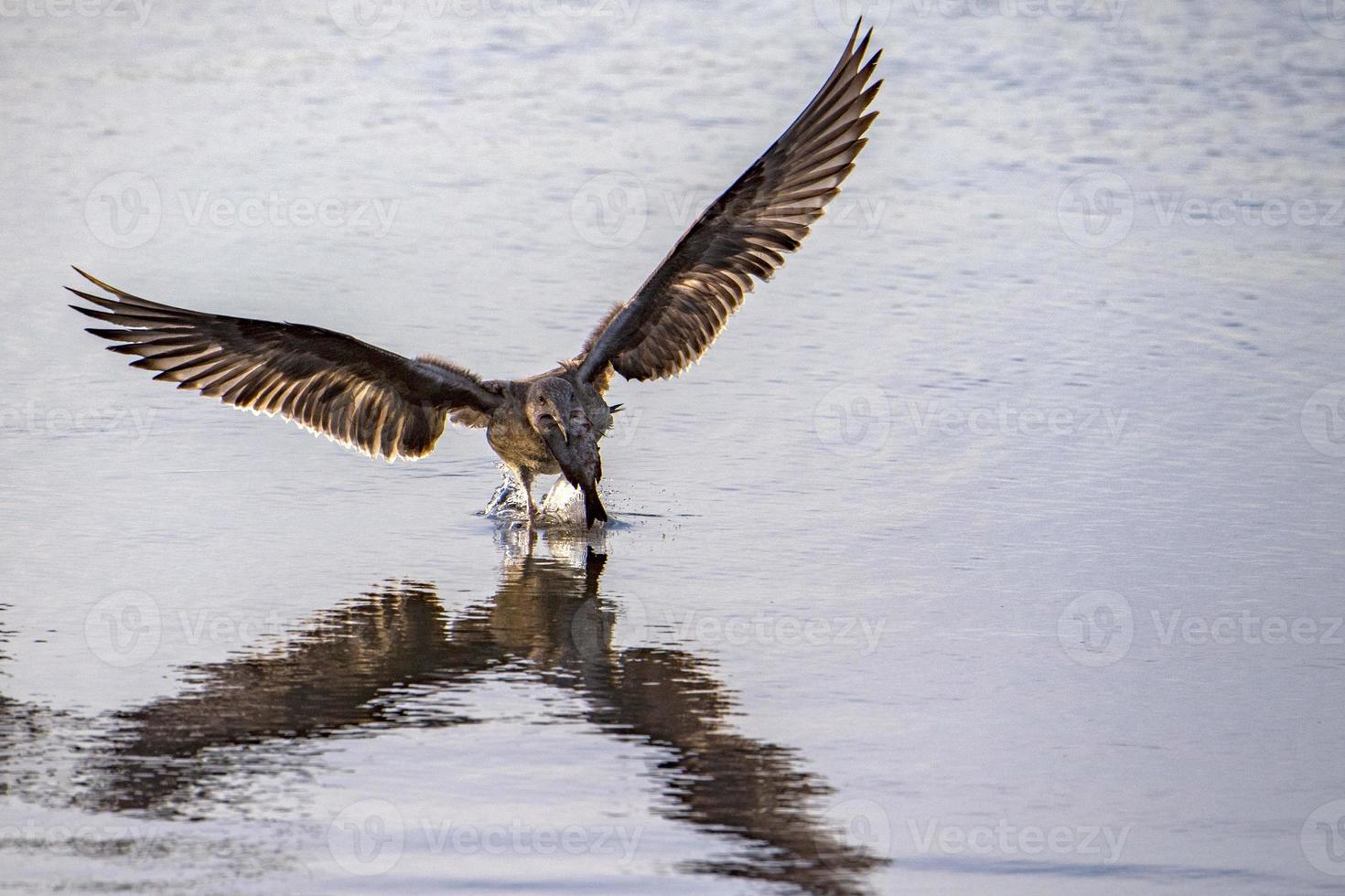 Möwe, die Fische auf kristallklarem Wasser fängt foto