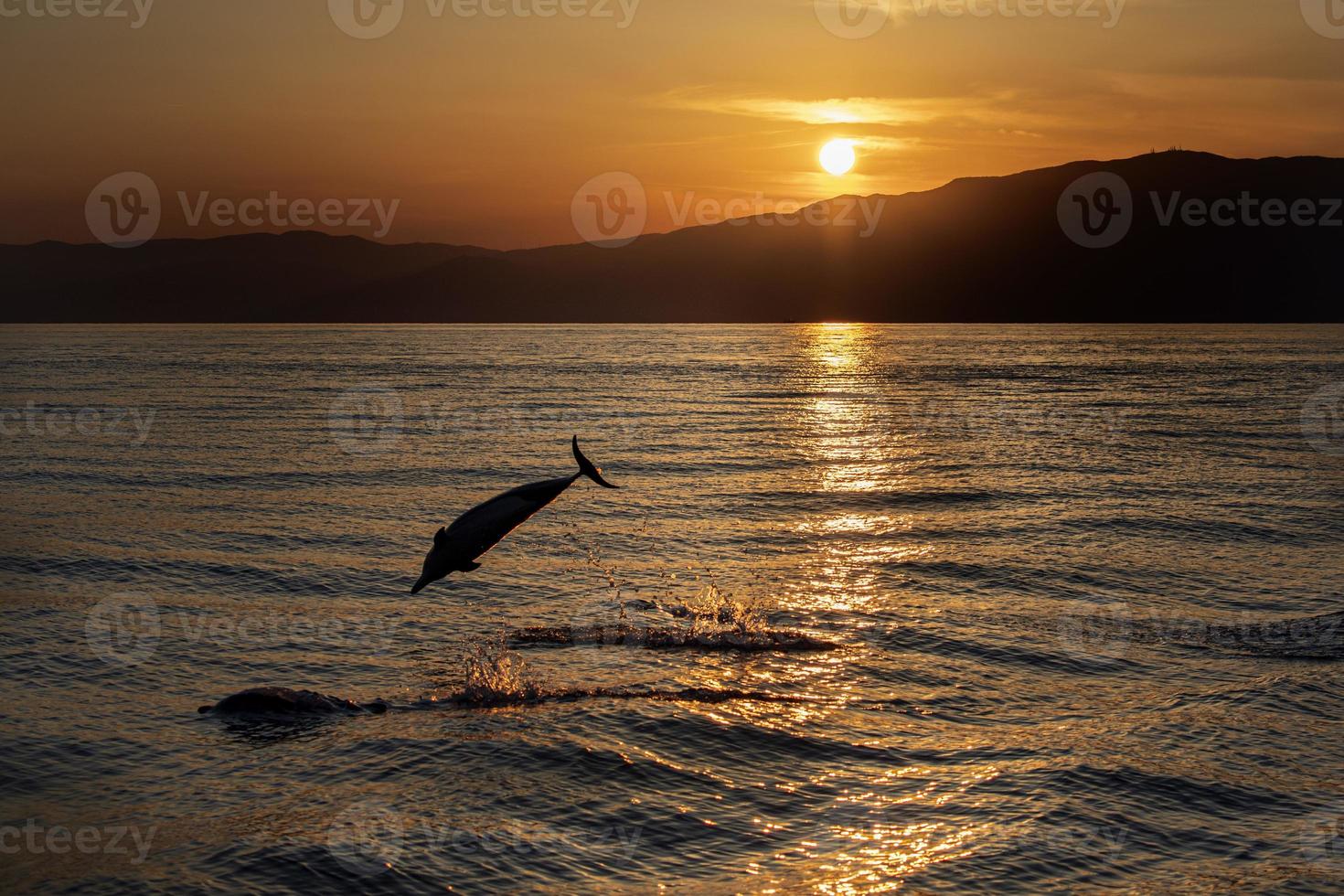 Delphin beim Springen im Meer bei Sonnenuntergang foto