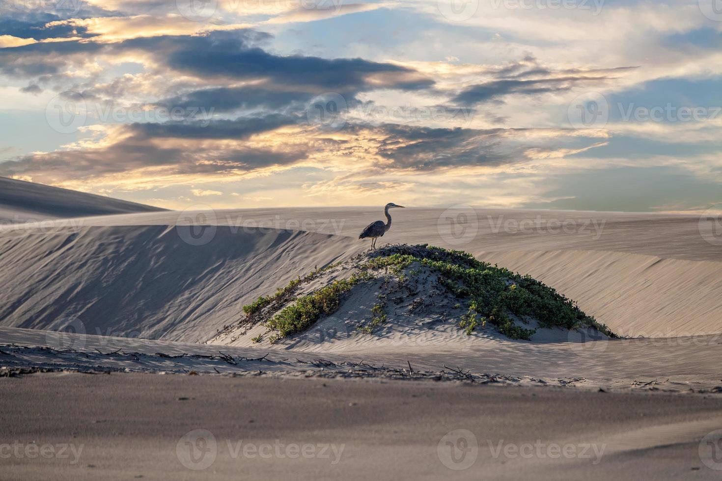 Strand Sanddünen Landschaftsansicht foto