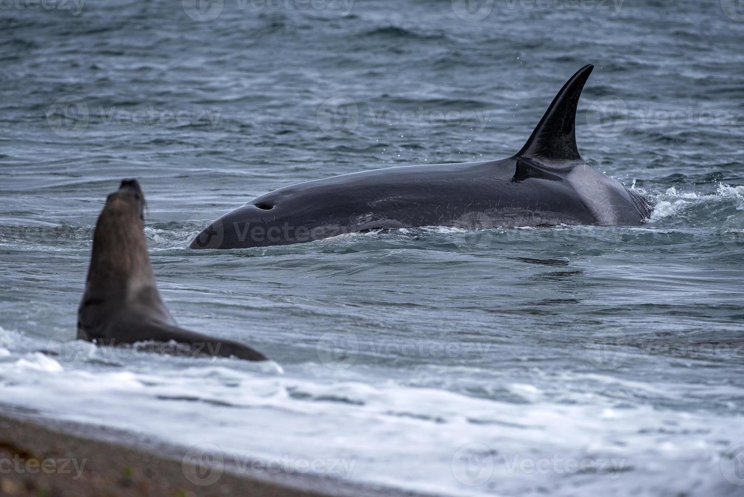 Orca Killerwal greift einen Seelöwen am Strand an foto