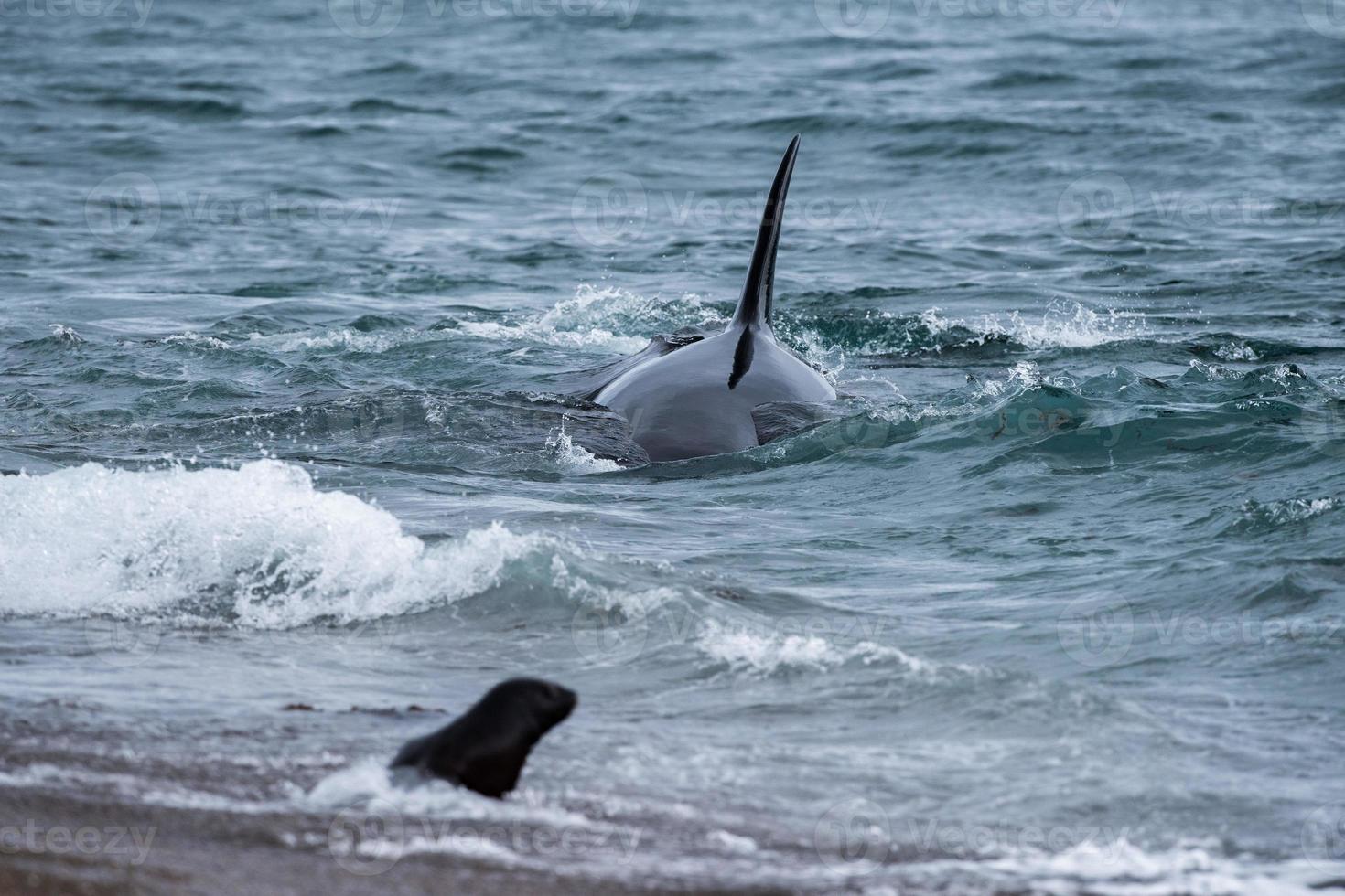 Orca greift am Strand eine Robbe an foto