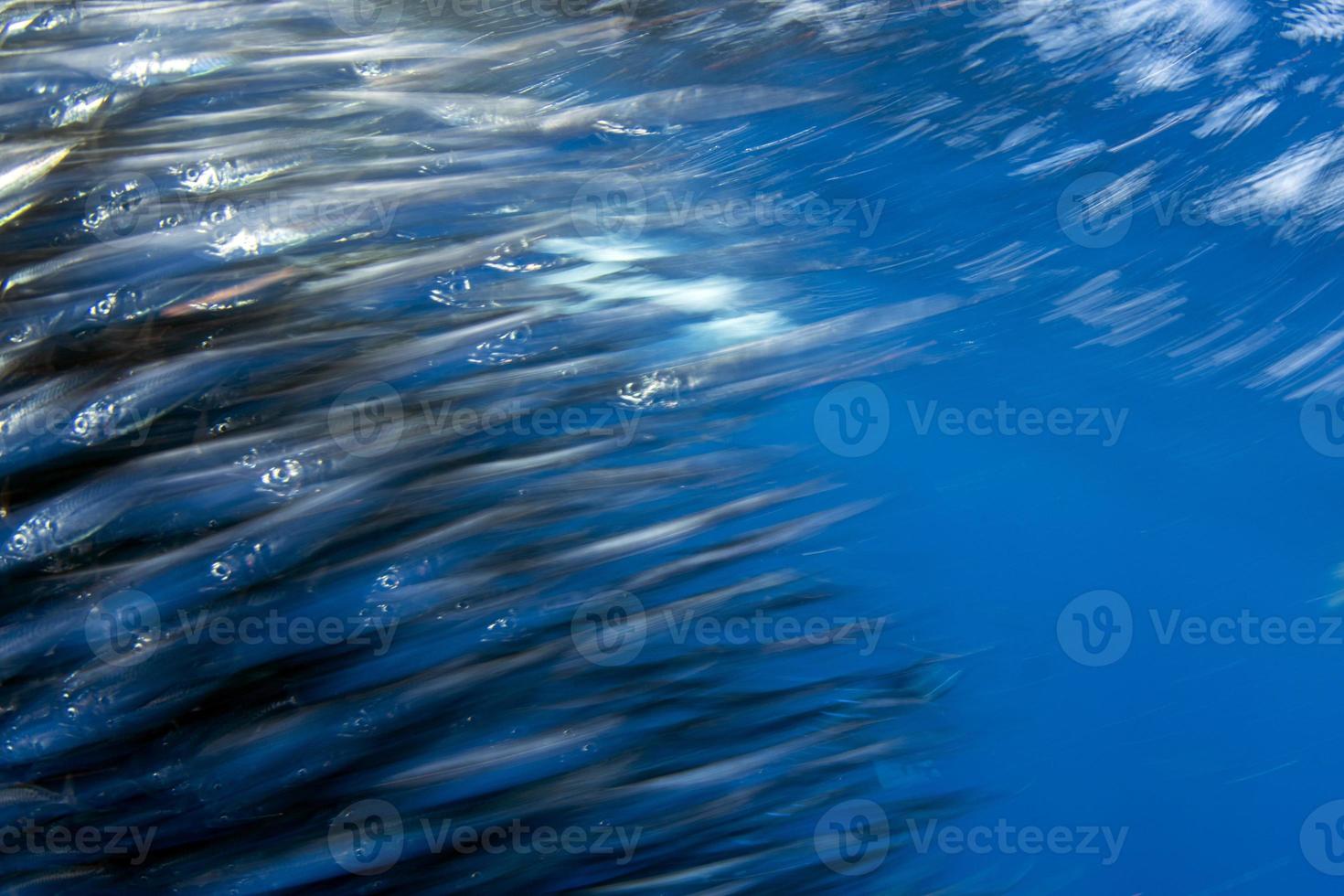 Gestreifte Marlinjagd im Sardinenköderball im Pazifischen Ozean foto