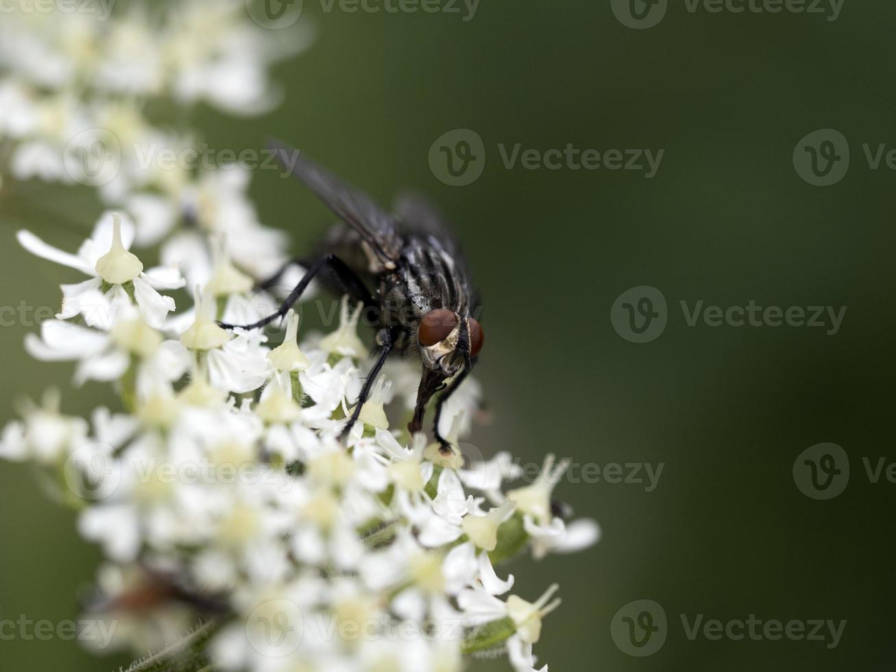 Fliegen Sie auf Makro der weißen Blume foto