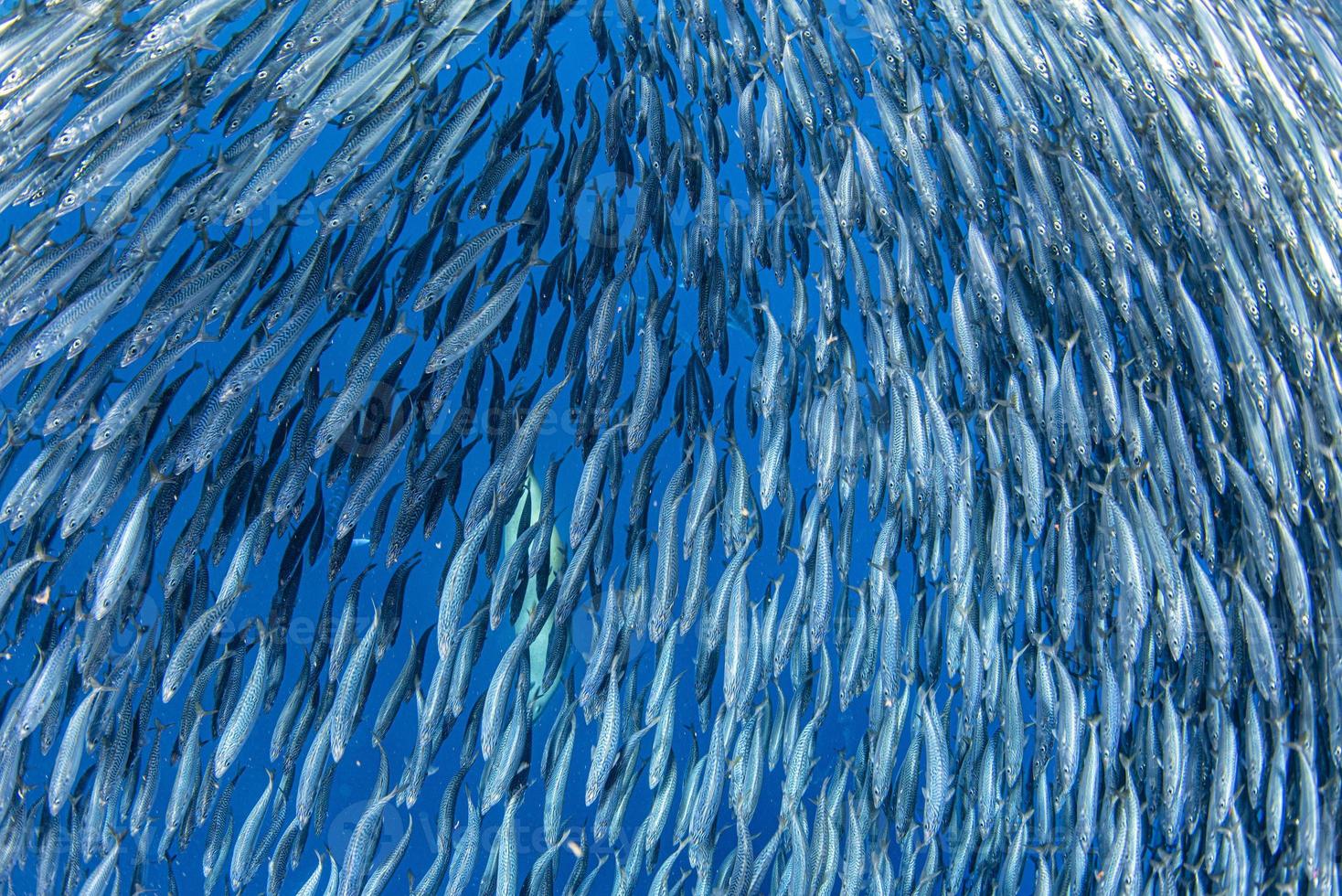 Gestreifte Marlin- und Seelöwenjagd im Sardinenköderball im Pazifischen Ozean foto