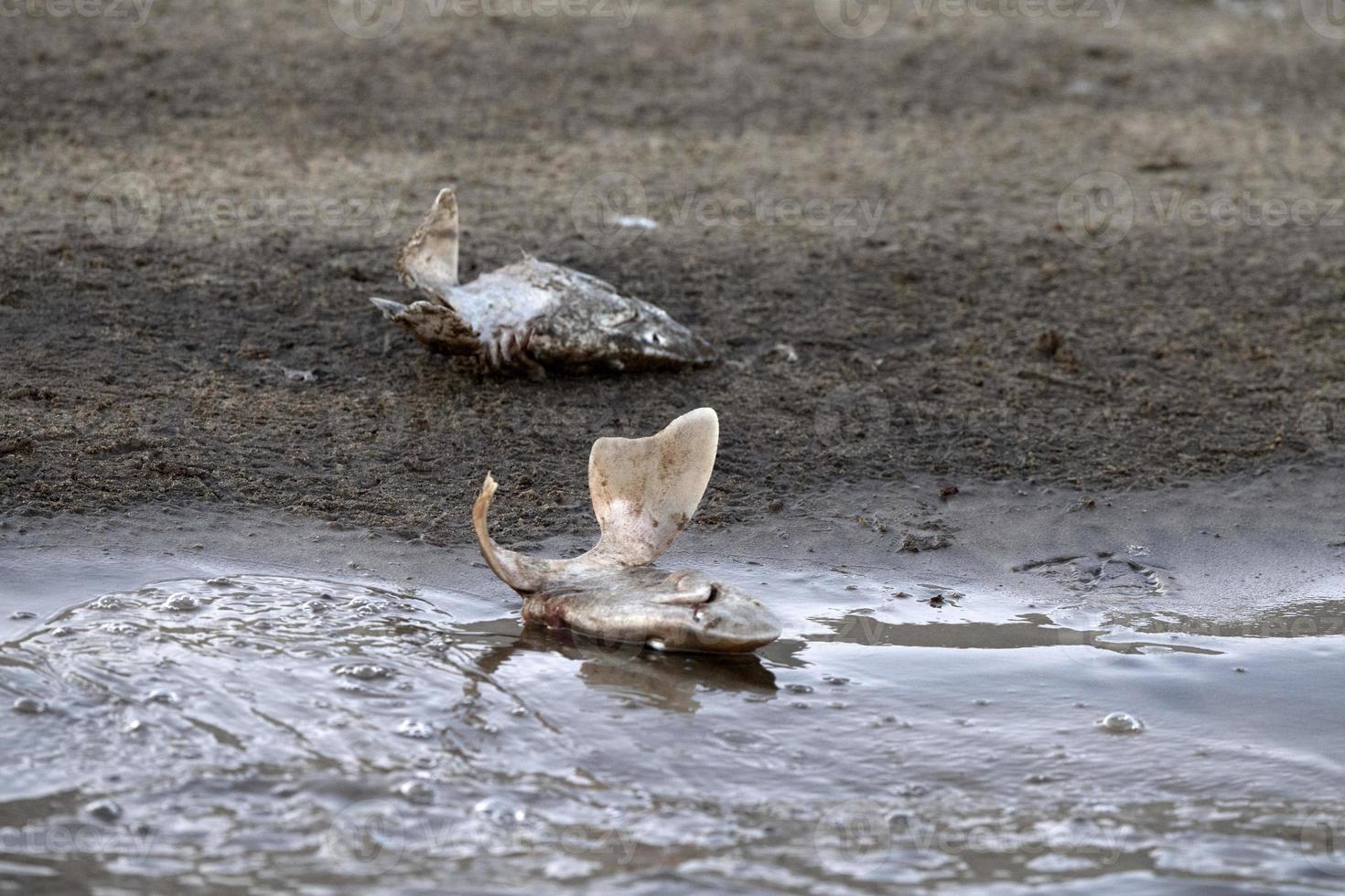 viele Haiköpfe am Strand nach dem Finning foto