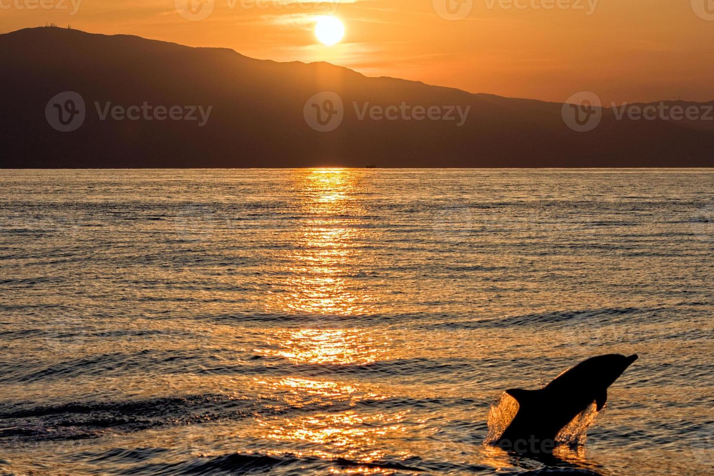Delfinsilhouette beim Springen im Meer bei Sonnenuntergang foto