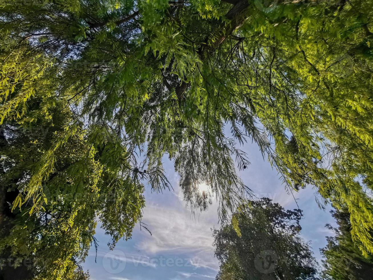 Weidenbaum hängende Wedel foto