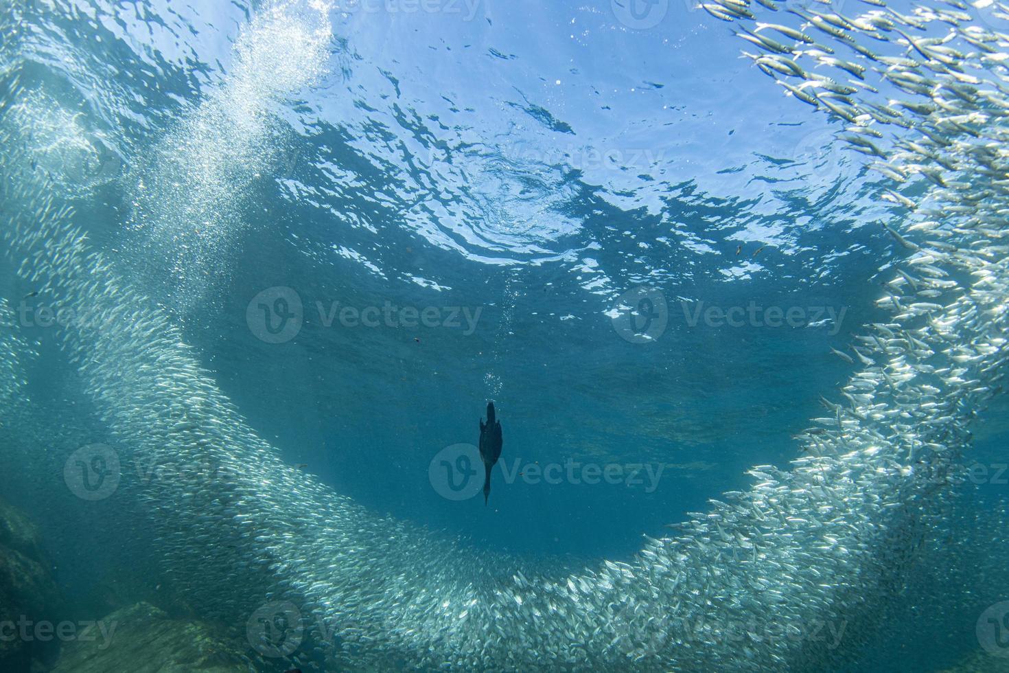 Kormoran beim Unterwasserfischen im Köderball foto