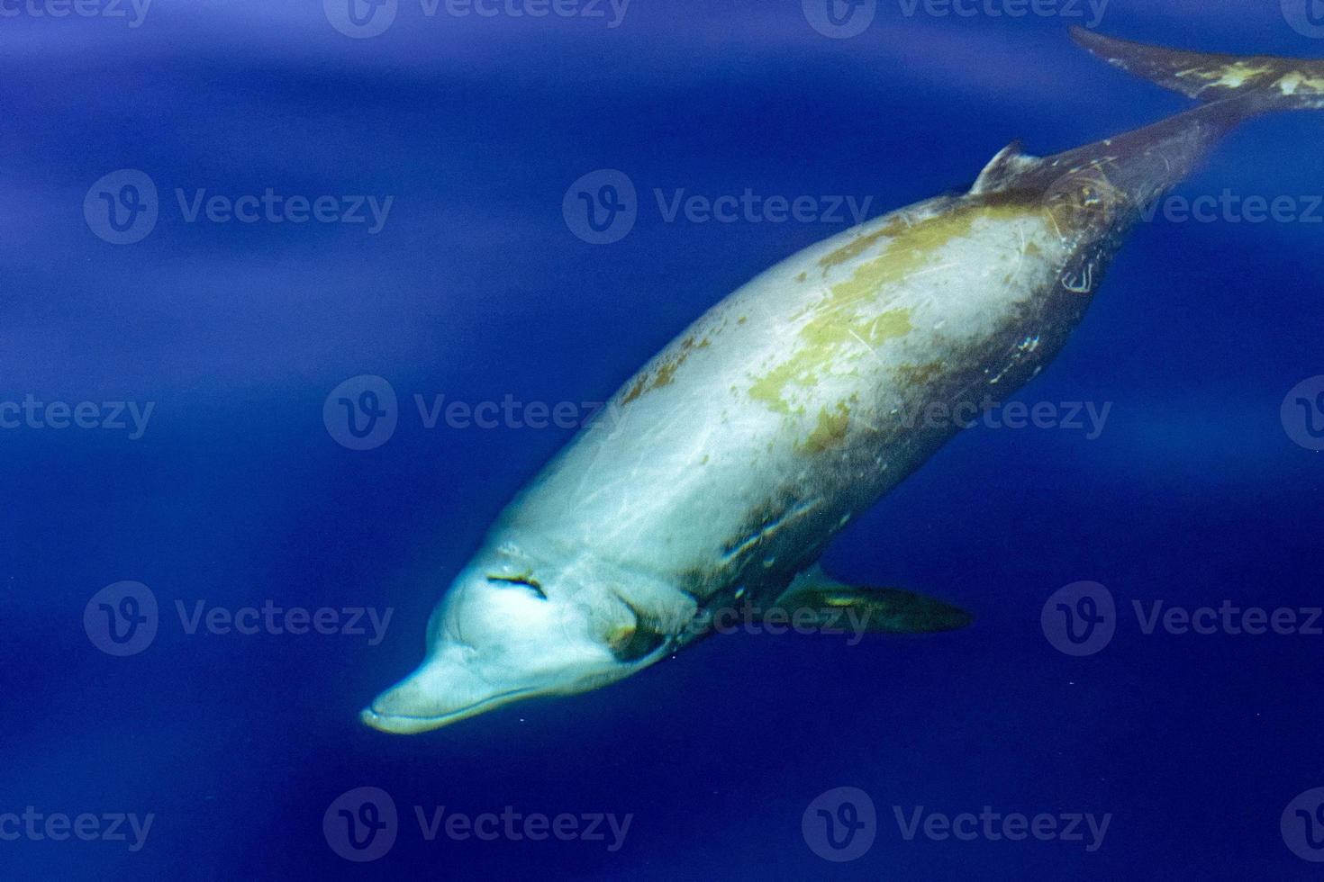 seltener Gänseschnabelwal Delfin Ziphius cavirostris unter Wasser foto