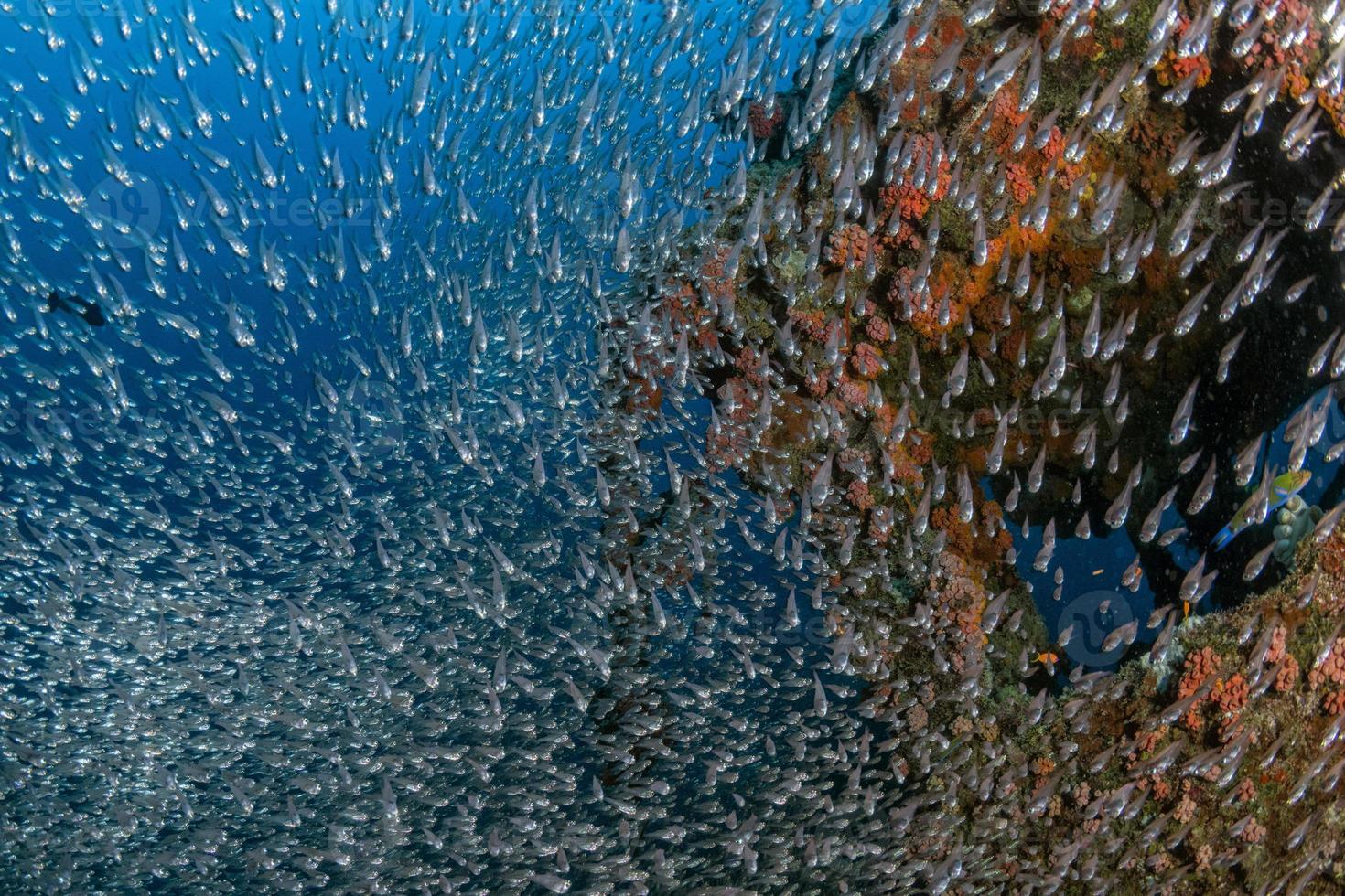 Im Inneren fischt ein riesiger Köderball aus Glas auf einem Schiffswrack auf den Malediven foto