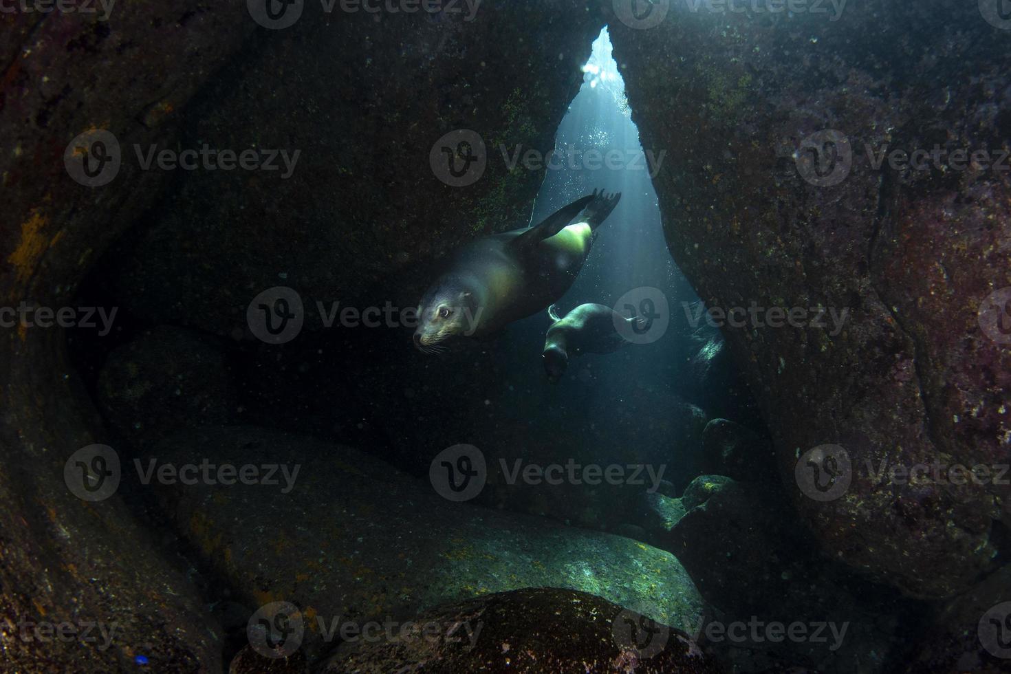 Welpe Seelöwe unter Wasser kommt zu Ihnen foto