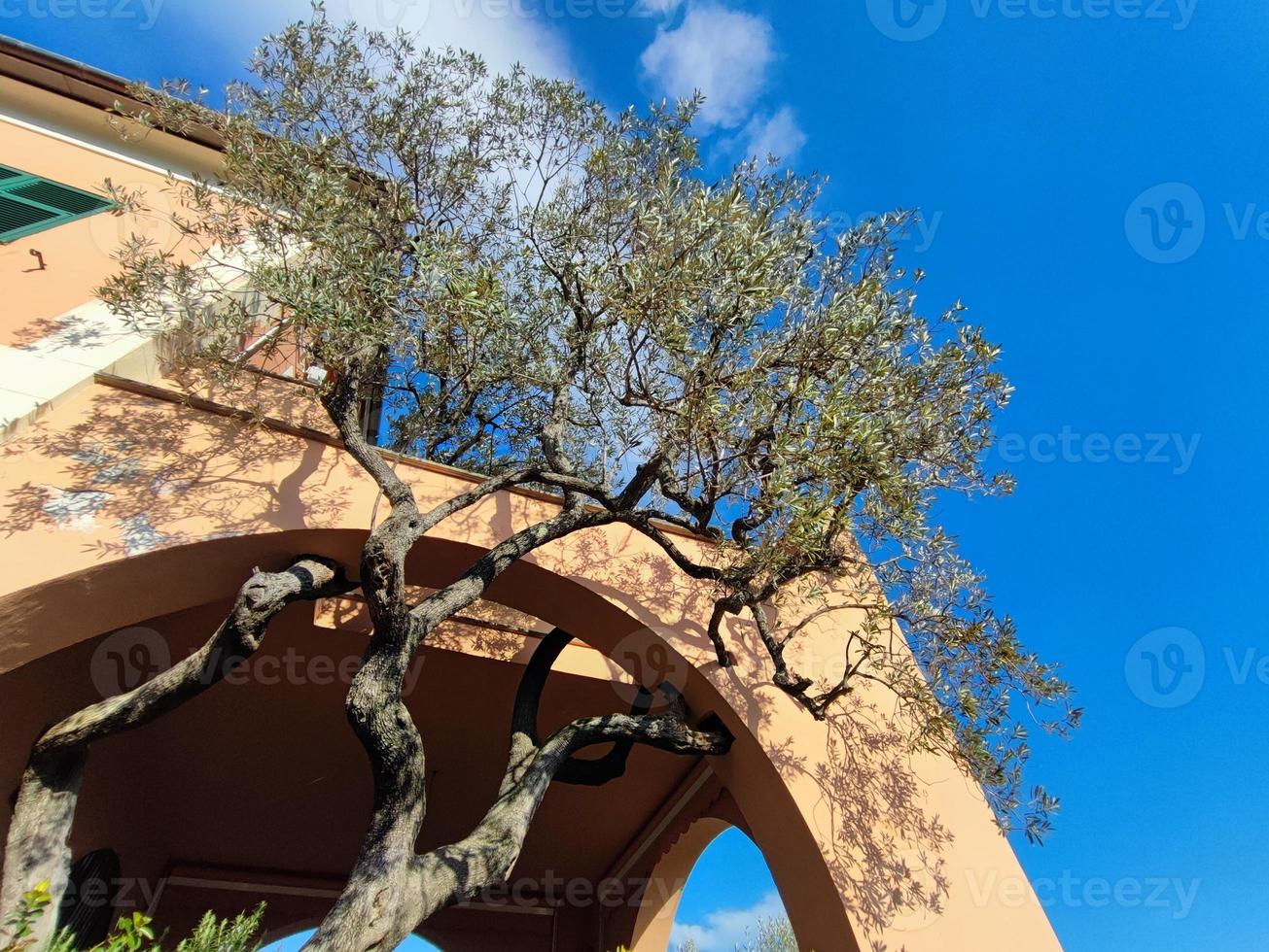 Olivenbaum, der auf der Terrasse des Hausbaums wächst foto