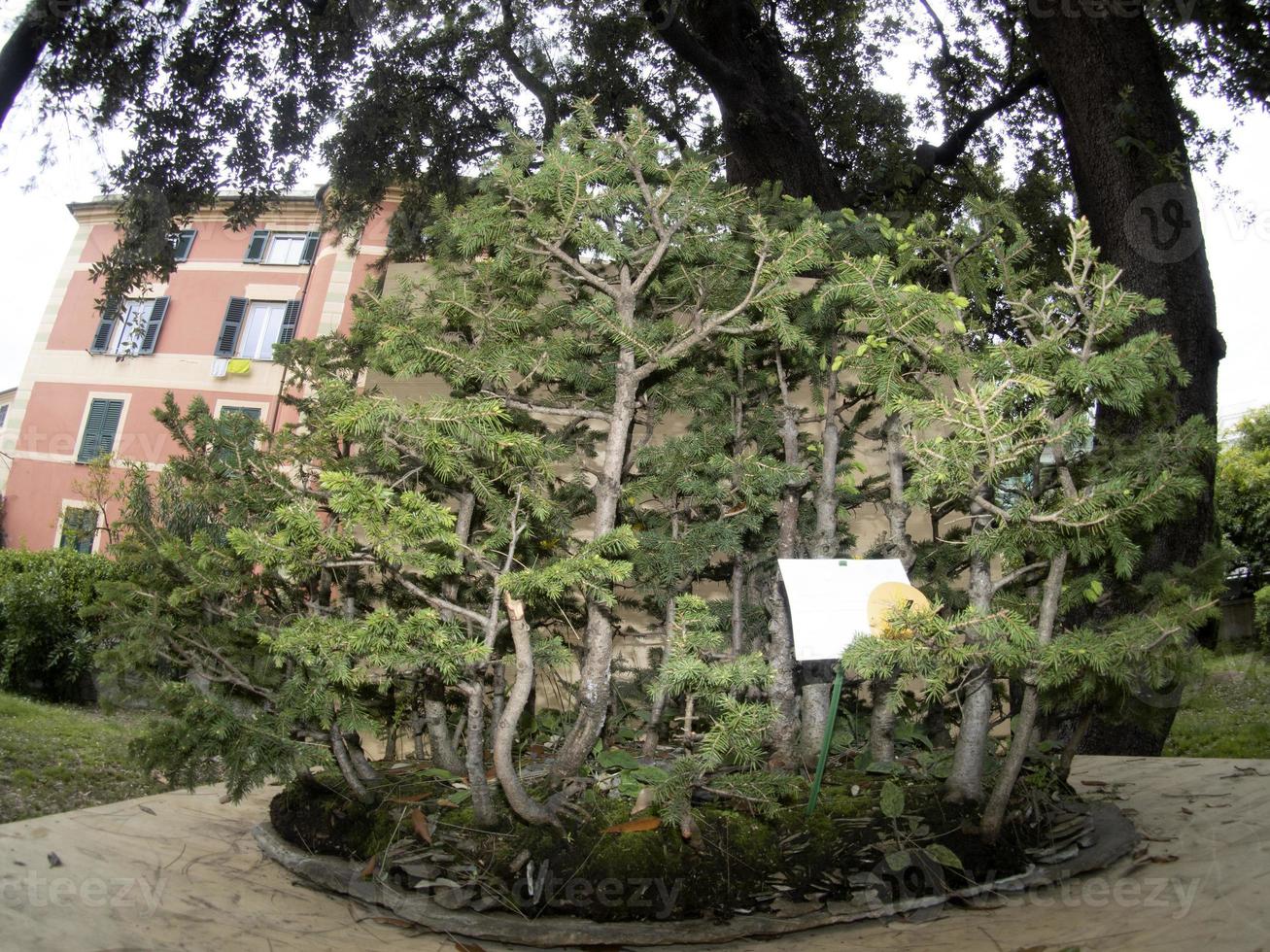 bonsai miniatur baum natur kunst foto