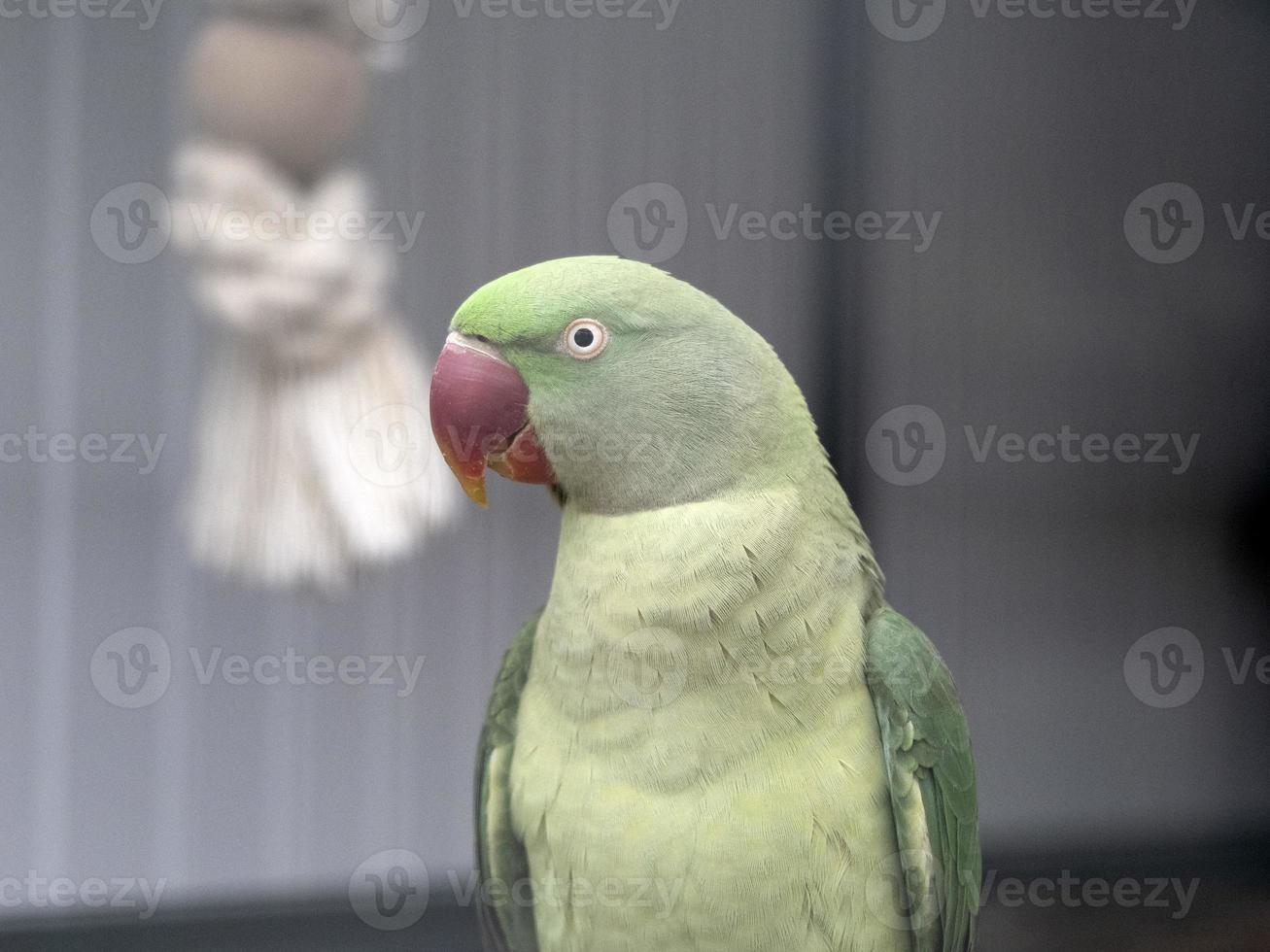 Afrikanischer grüner Papageienvogel foto