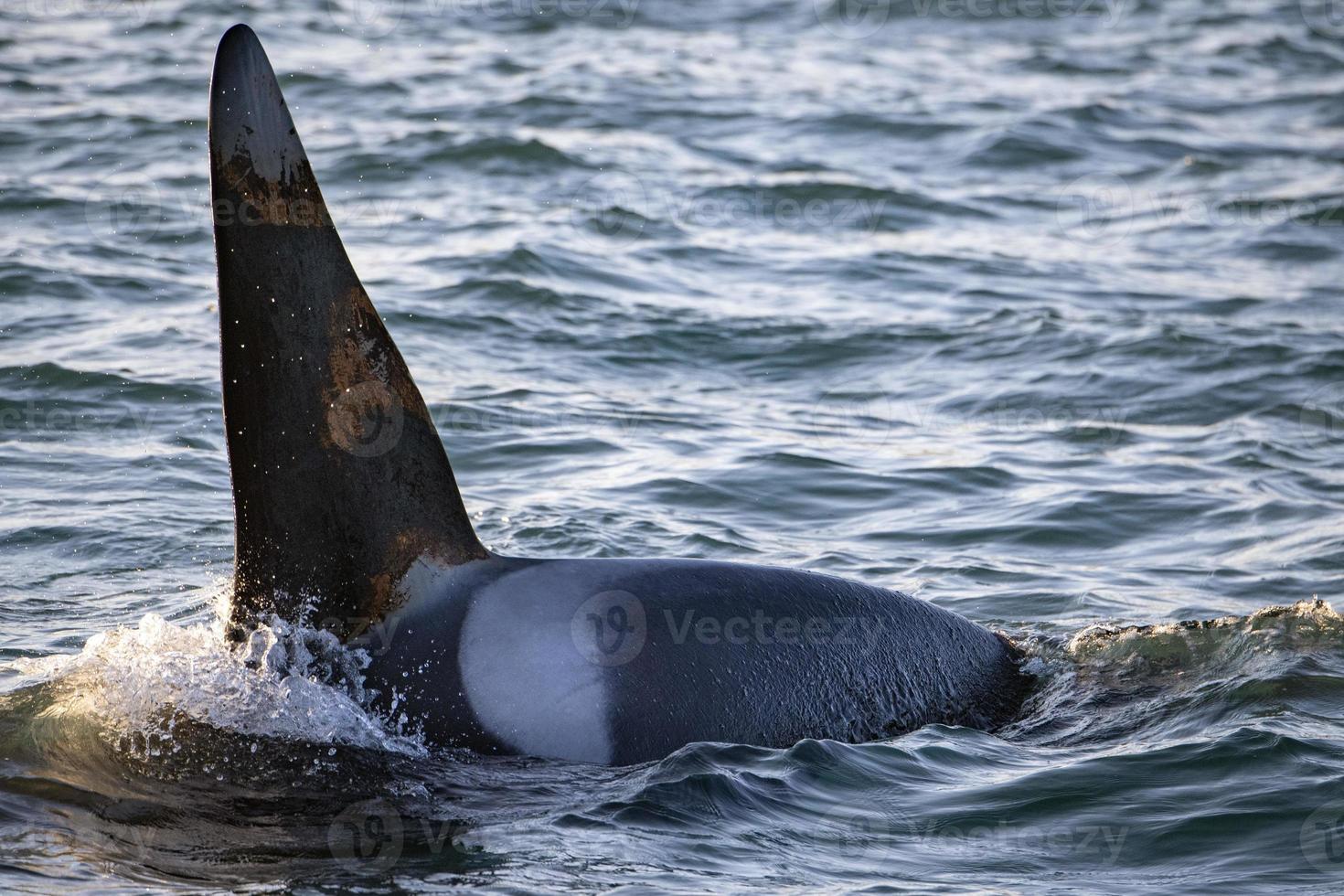 orca Killerwal männliche Flosse im Mittelmeer foto