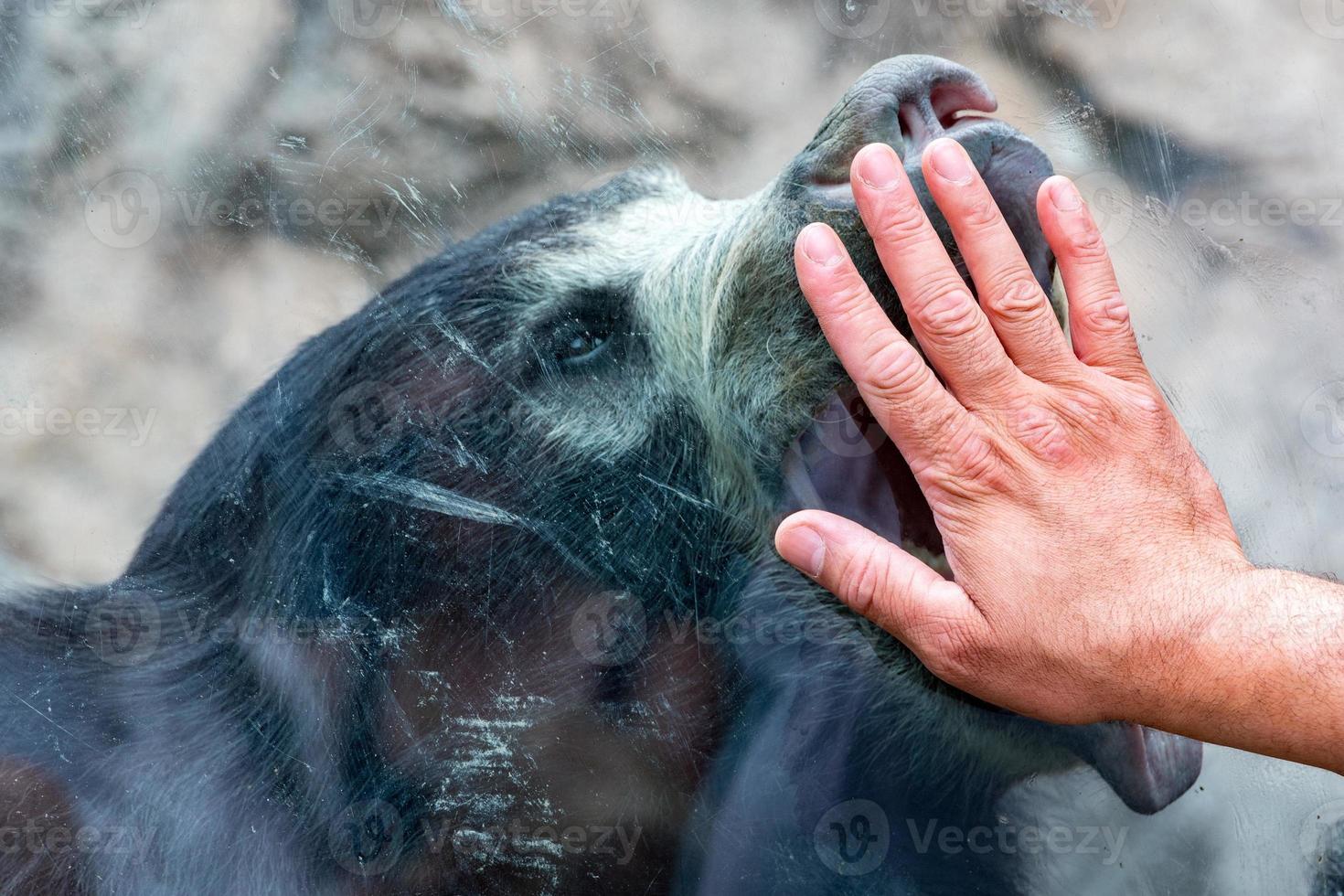 hand am fenster mit faultier schwarzer asiatischer bär foto