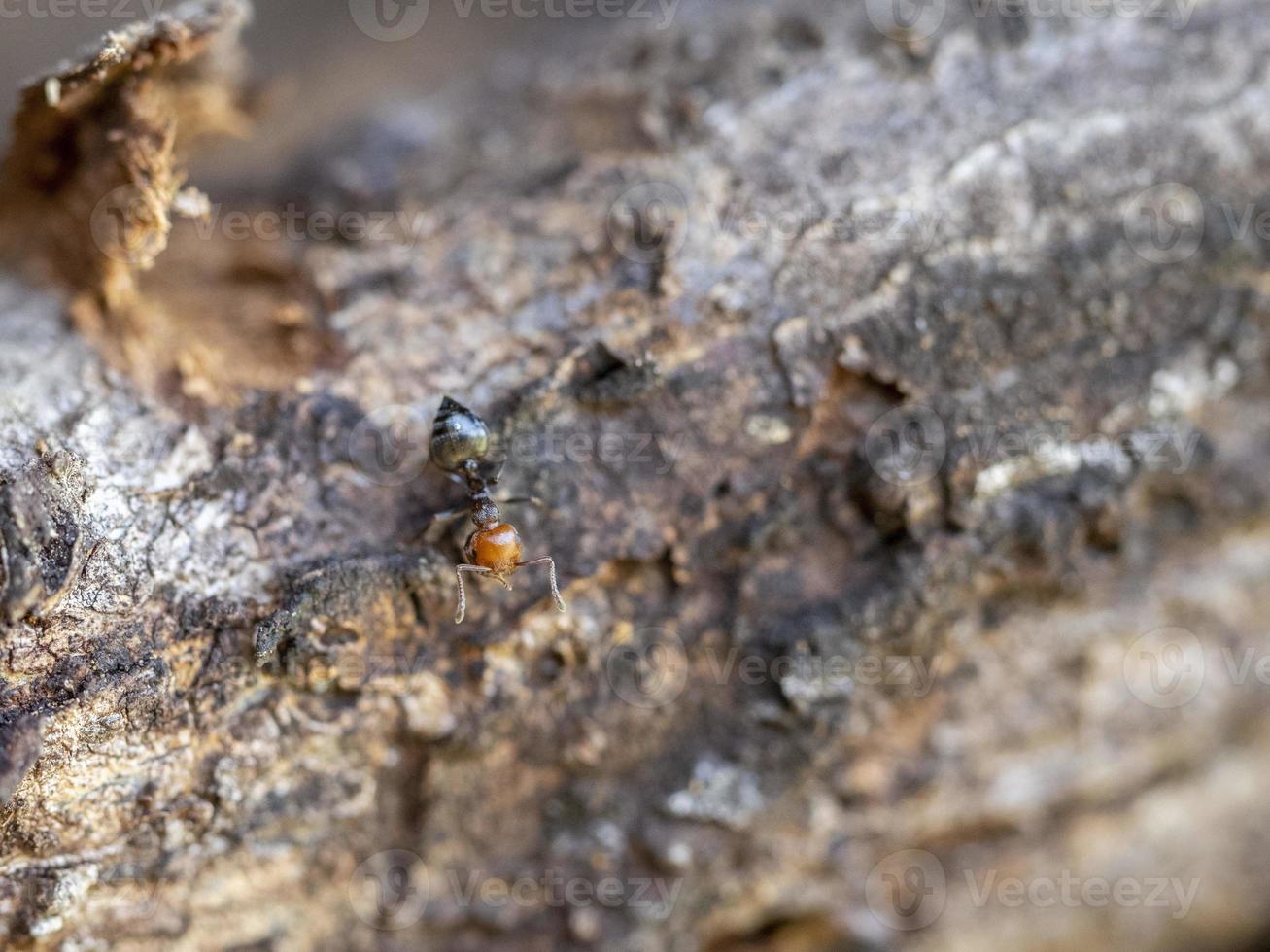 Rotkopfameise Honeypot Myrmecocystus Nahaufnahme Makro foto